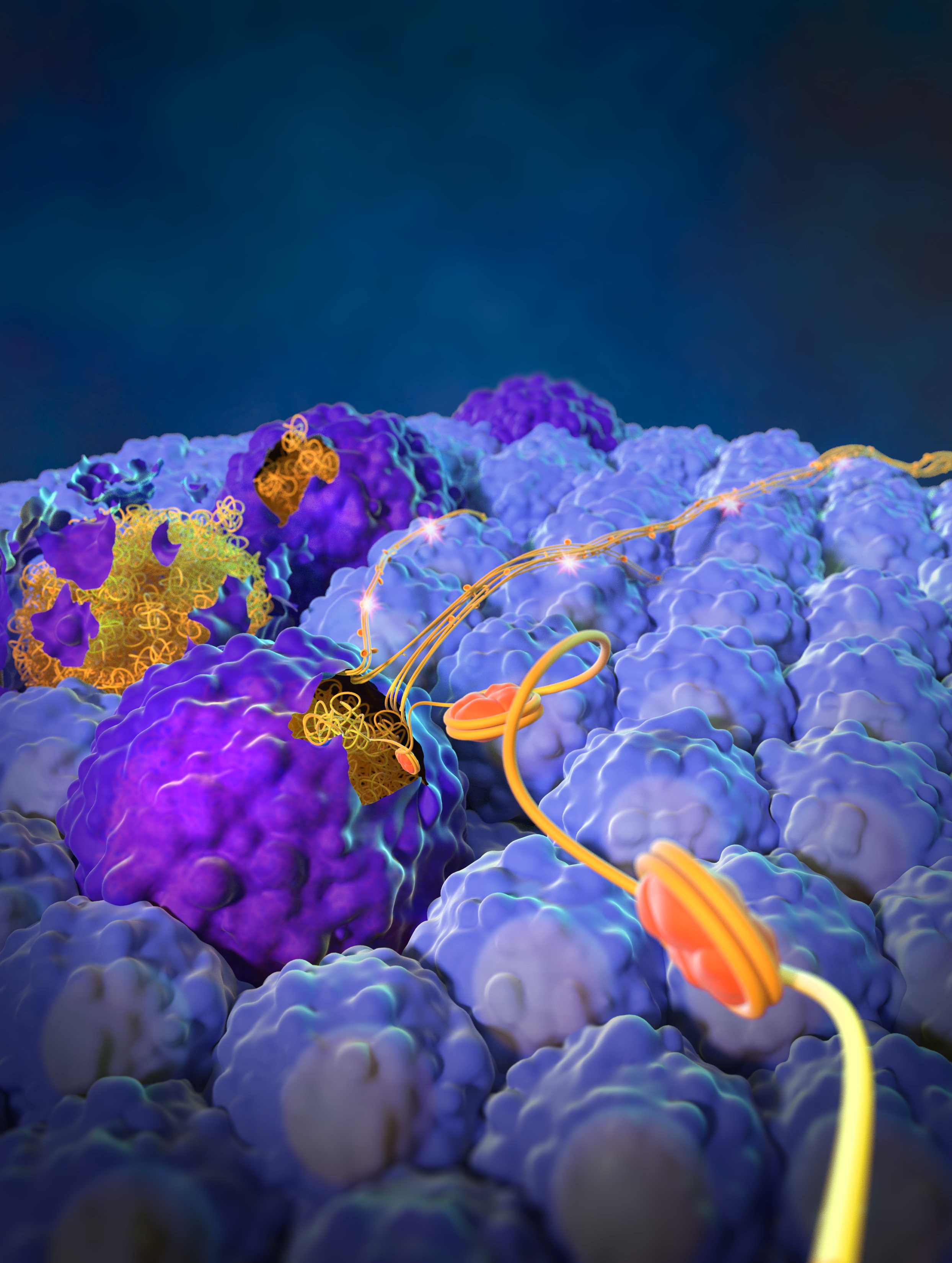 Apoptosis-induced nuclear expulsion in tumor cells drives S100a4-mediated metastatic outgrowth through the RAGE pathway