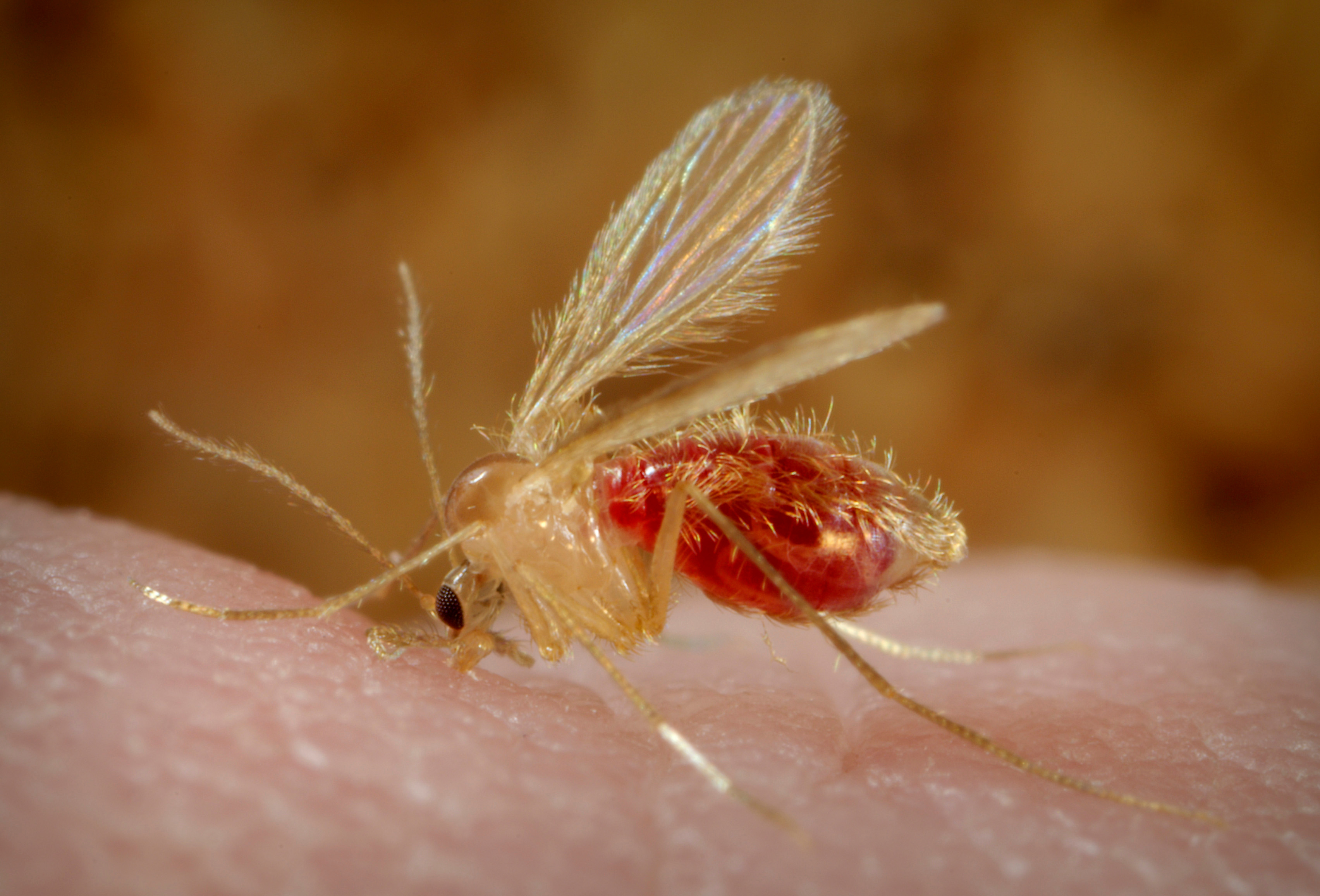 Leishmaniasis in Europe. What a One Health Surveillance Approach Reveals About a Changing Ecosystem