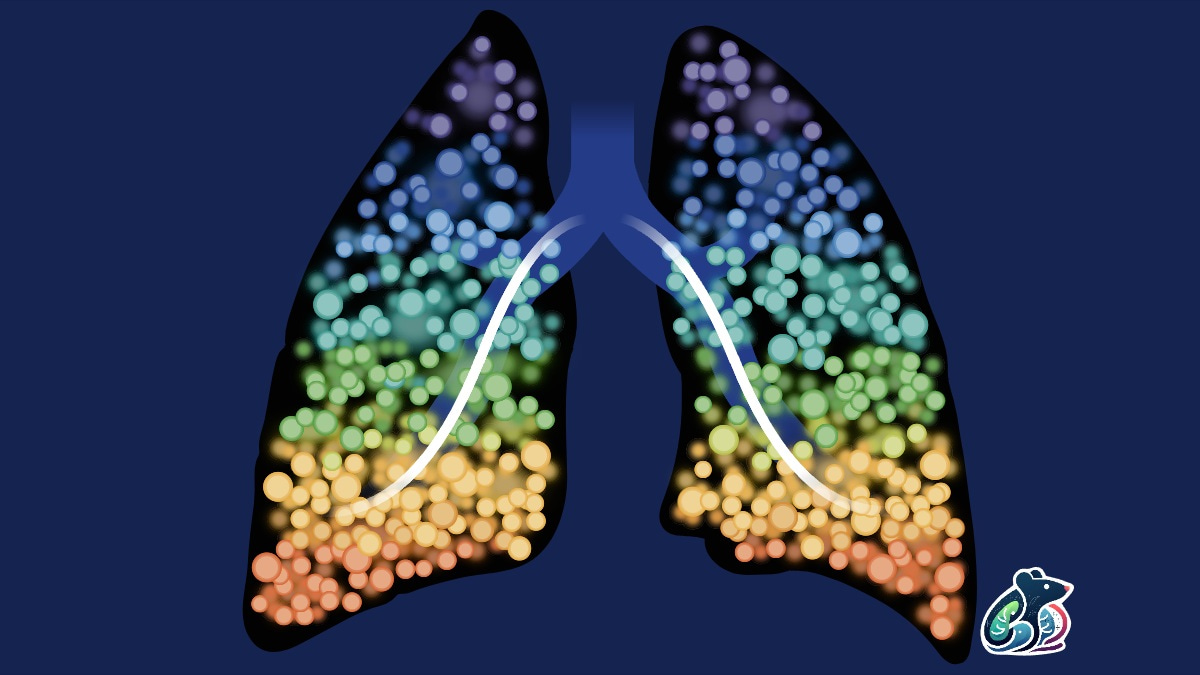 Standardized lung function reference values in rats for translational respiratory research