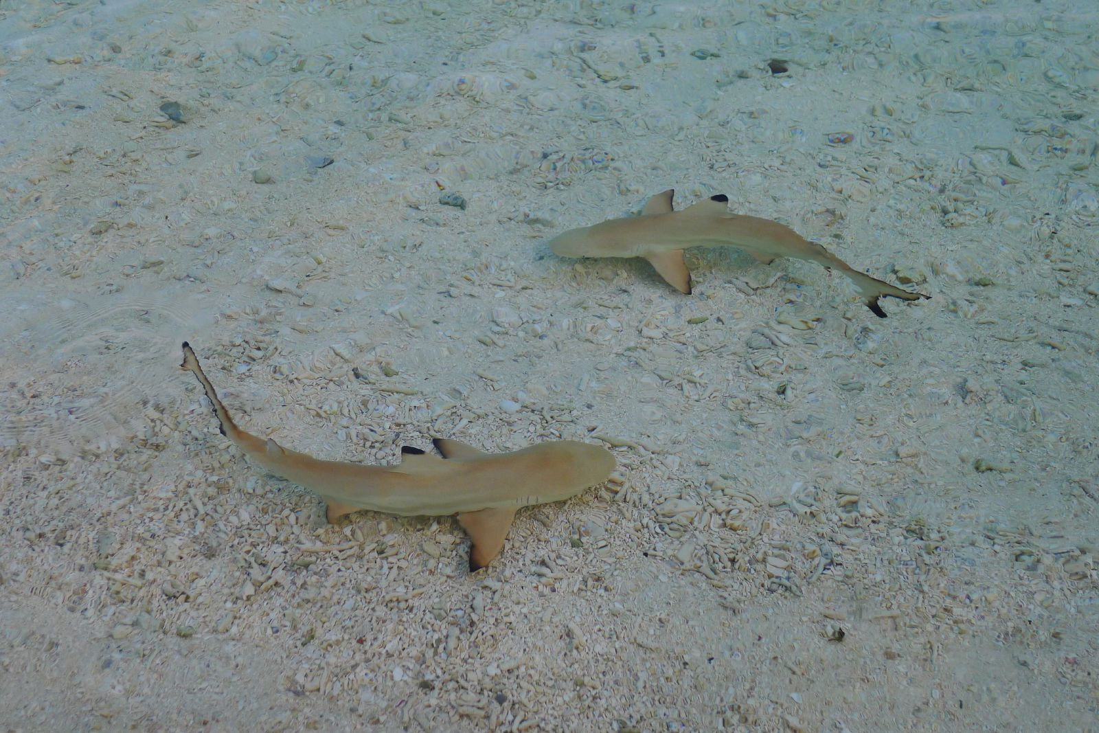 The Coastal Habitats Shaping the Next Generation of Sharks