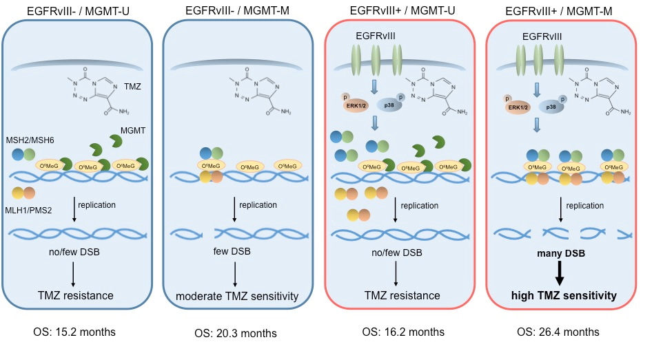 EGFRvIII: An Achilles´ heel of GBM?