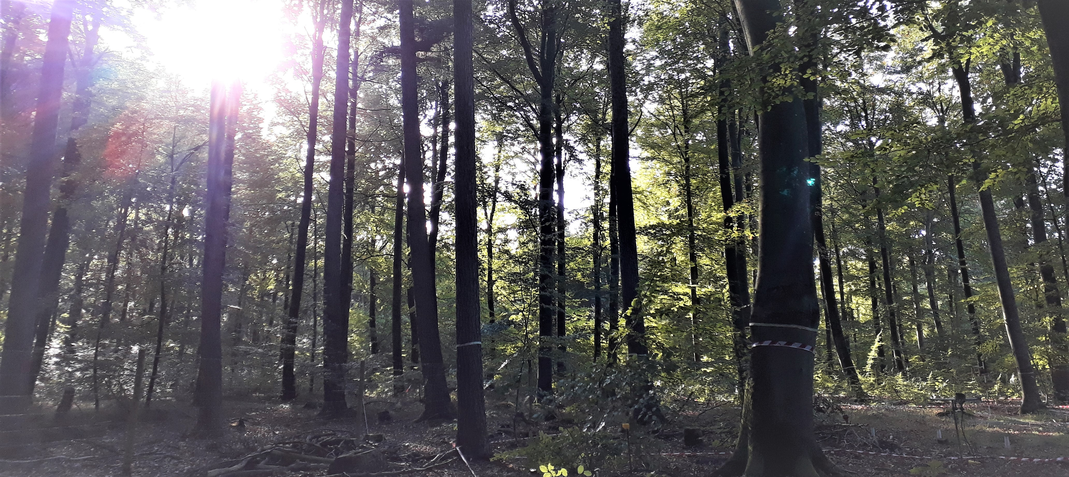 The silent suffering of trees during the 2018 heatwave