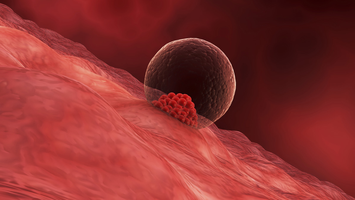 Guest Edited Collection: Human Embryogenesis