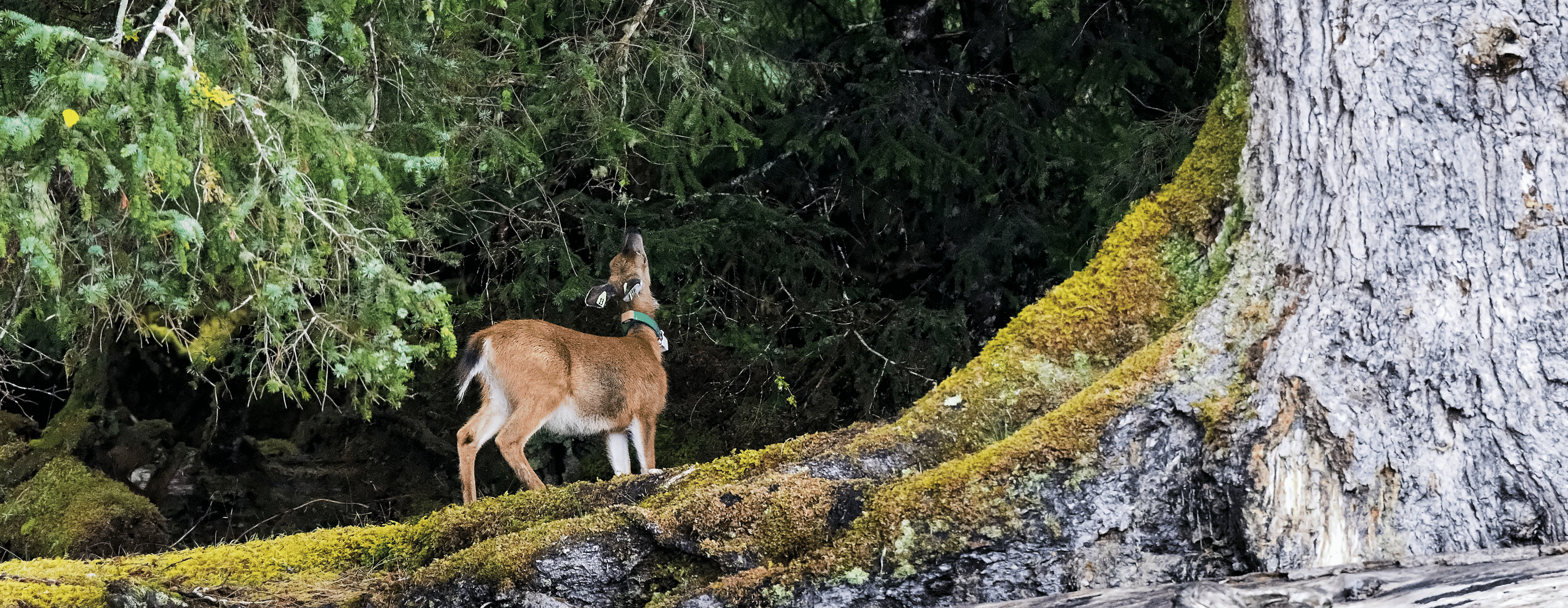 Oh deer! Population genomics reveals high connectivity of invasive deer among islands
