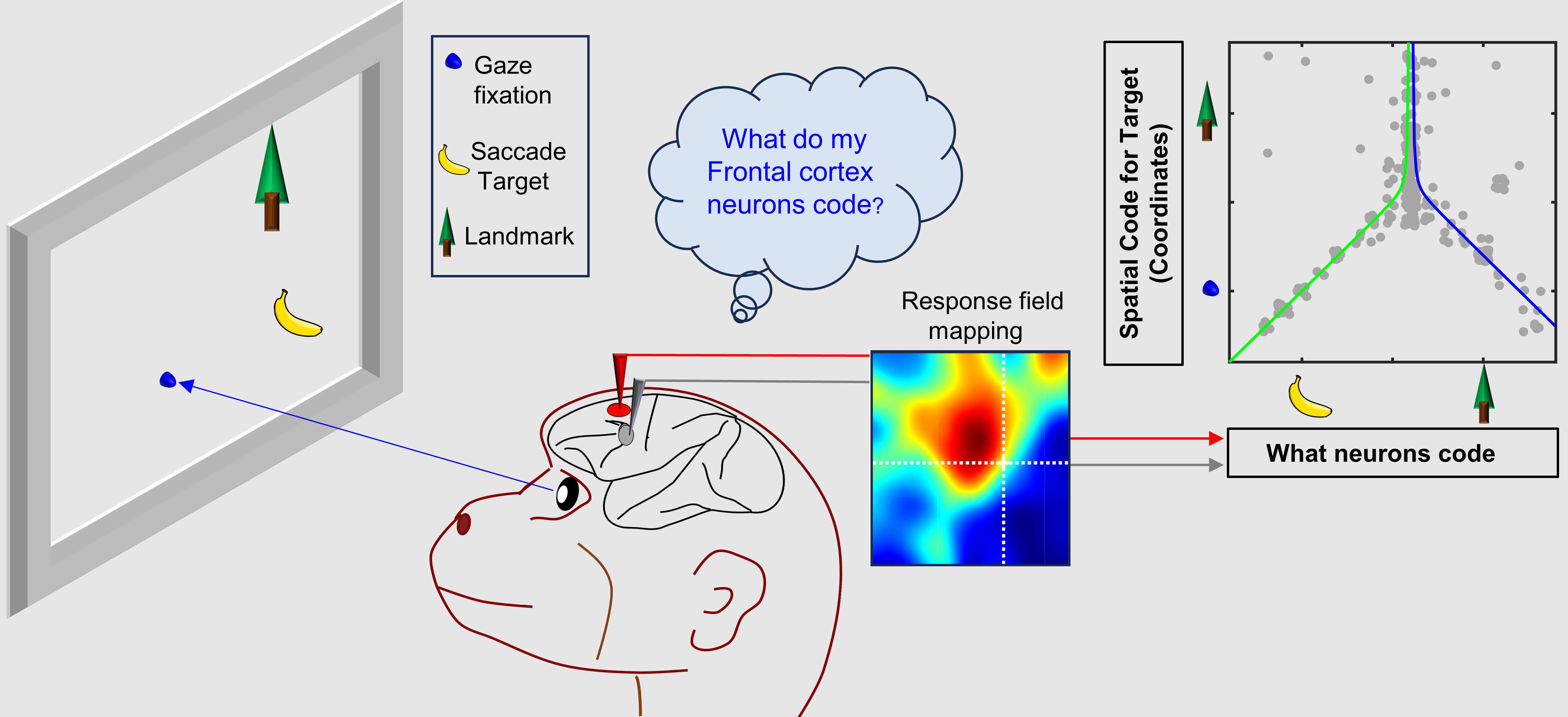 Frontal Cortex Integrates Visual Goals and Landmarks to Aim Gaze Movements