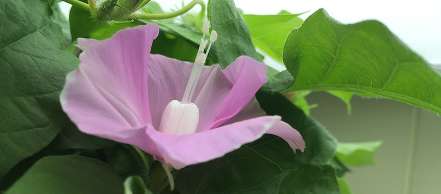 Physical mechanism for petal elongation in a flower