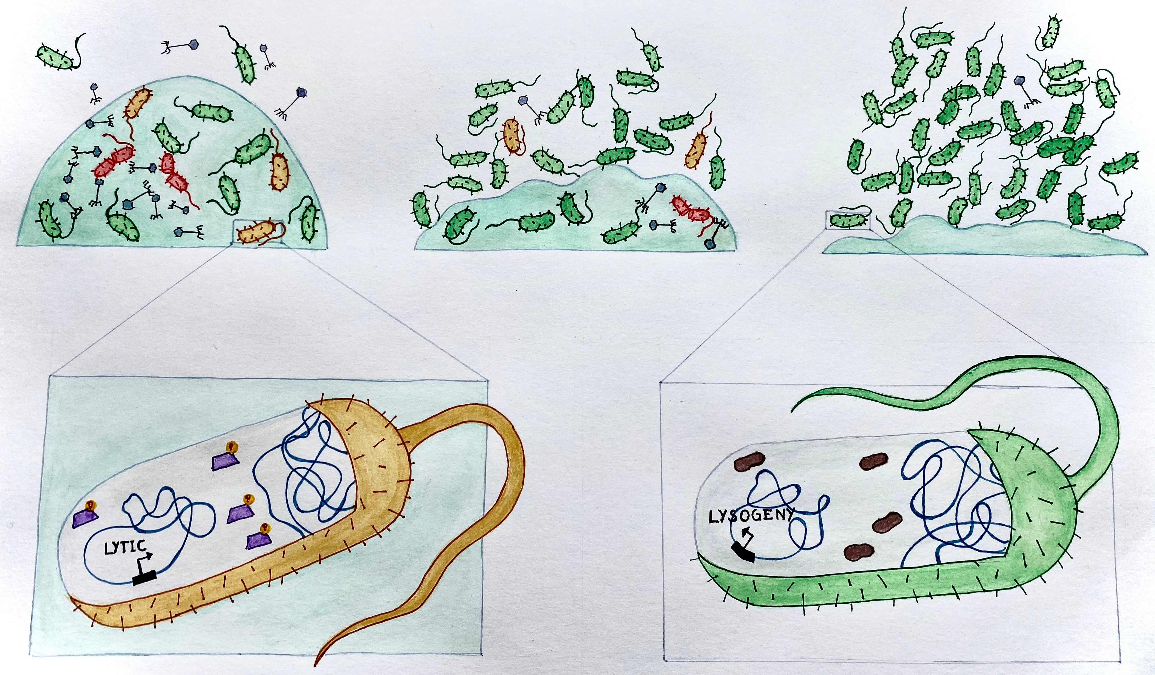 Controlled prophage induction for the benefit of the host