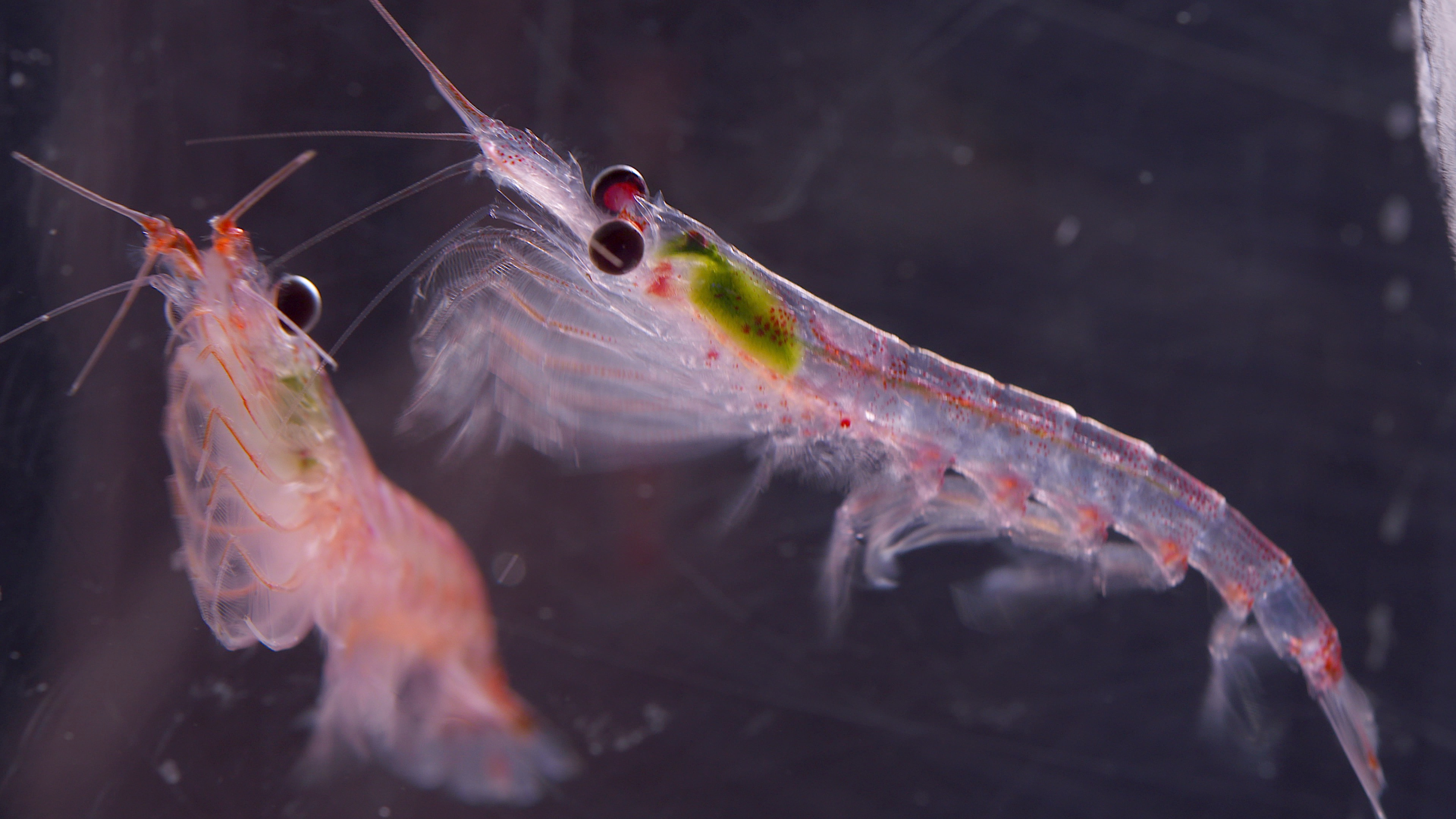 Climate change may cause the Antarctic krill growth season to end earlier and growth habitat to shift south.  