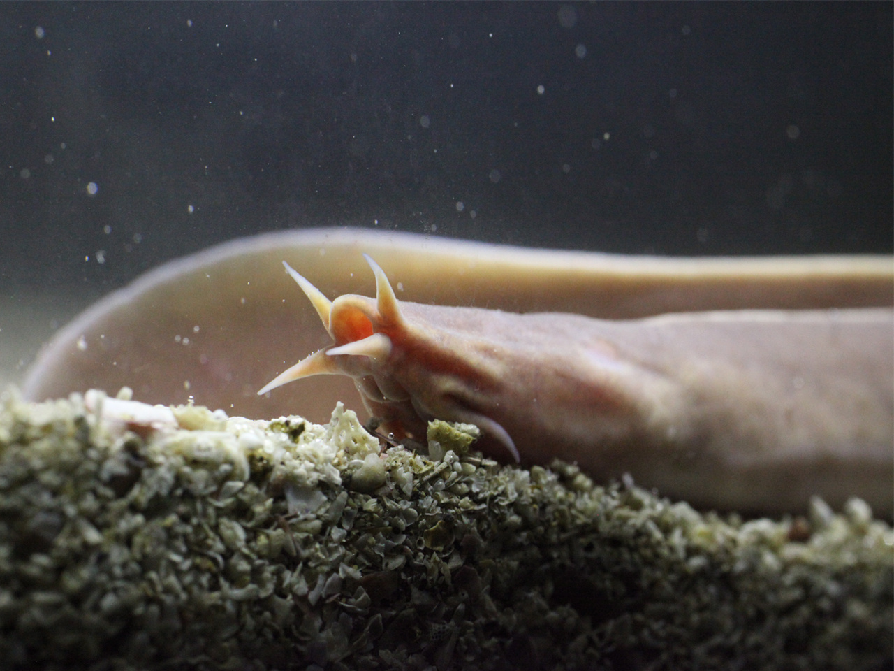 The secret to obtaining hagfish embryos: patience