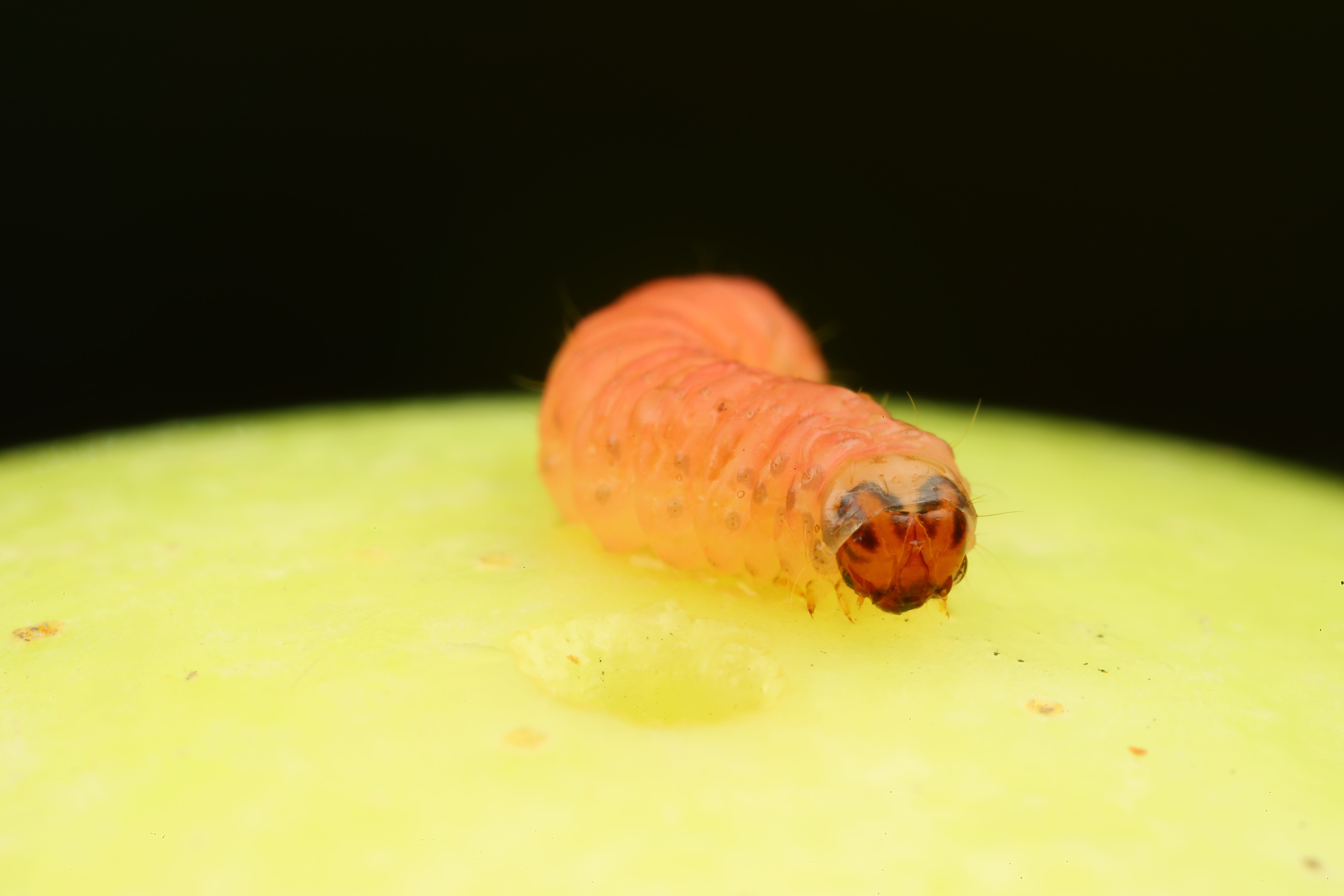 The inherent genetic superiority drove codling moth's global spread and invasion