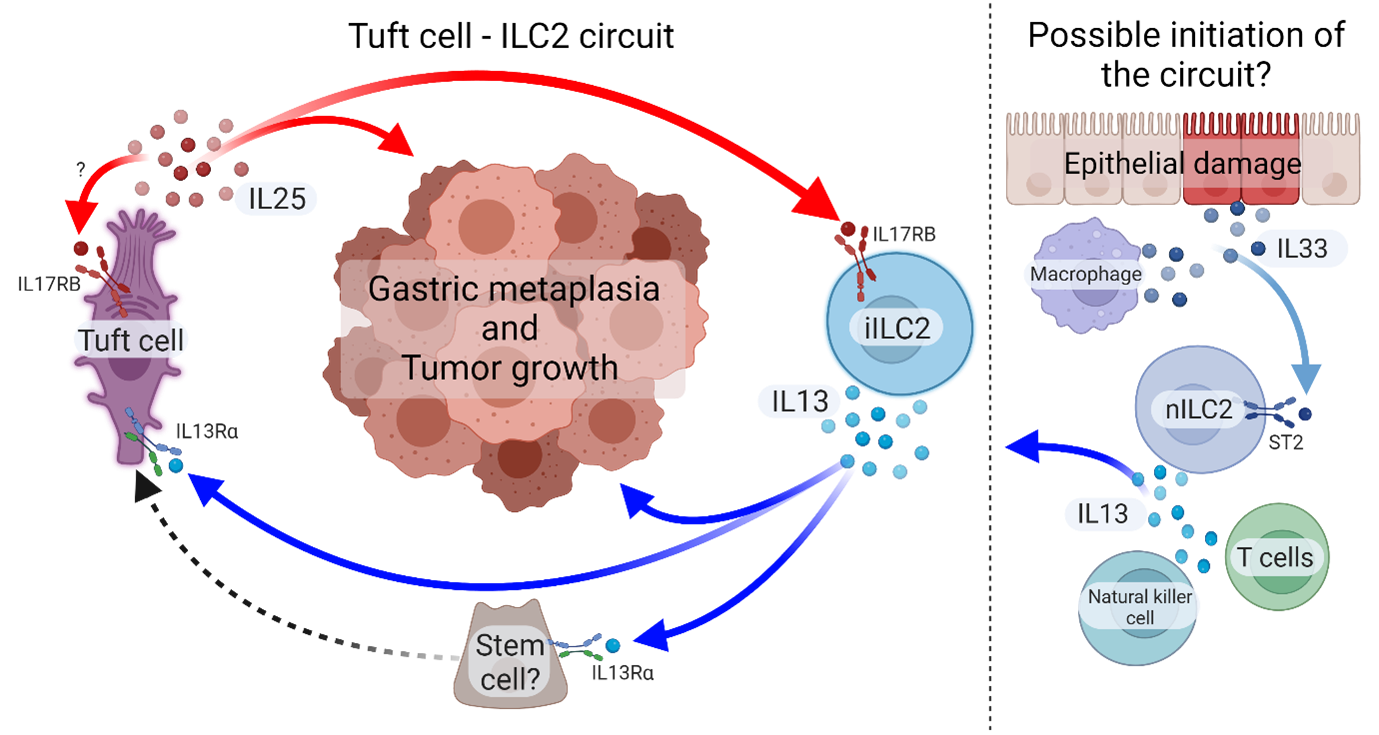 A tuft cell - ILC2 signaling circuit provides therapeutic targets to inhibit gastric metaplasia and tumor development