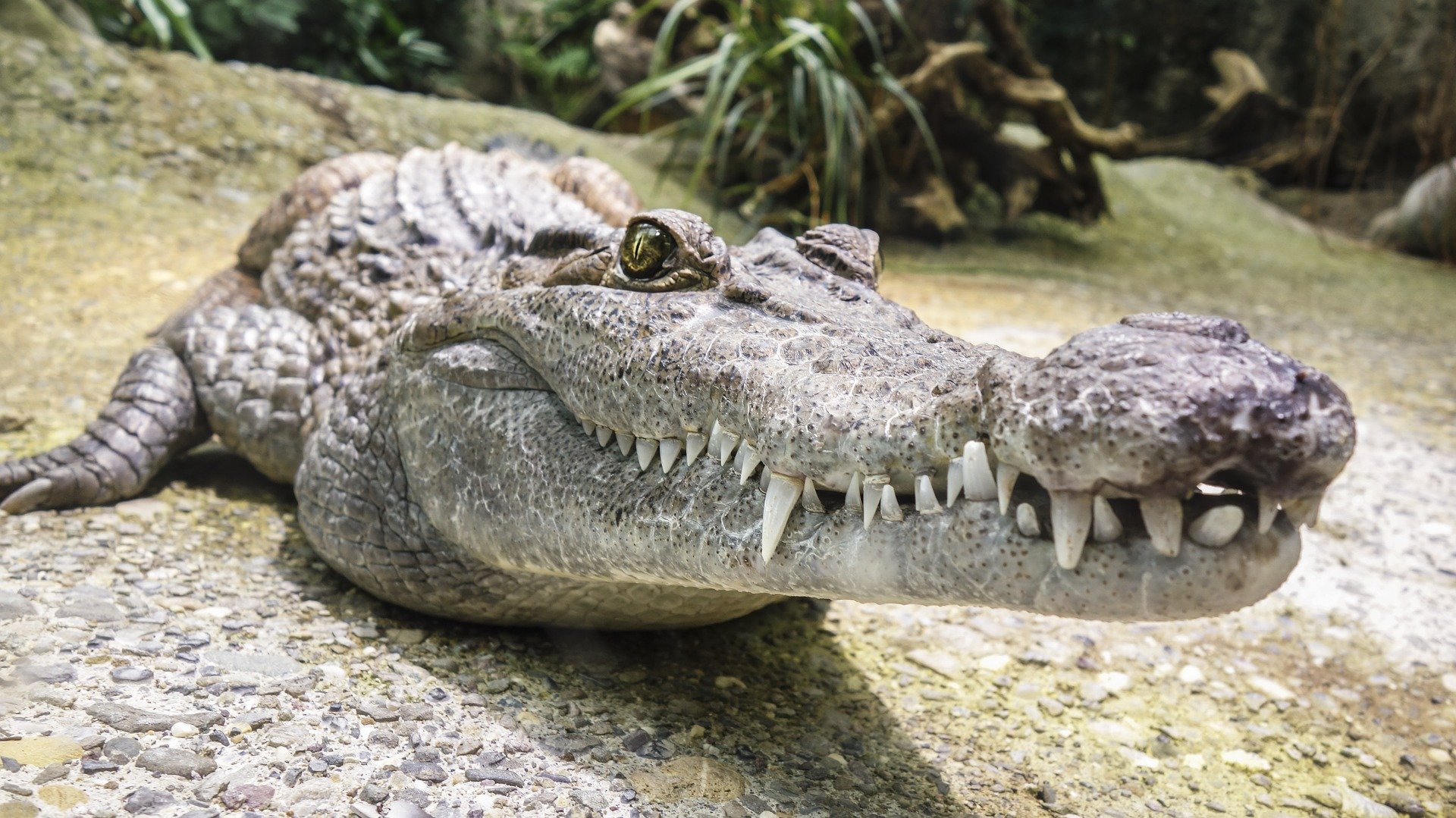 Environmental Drivers of Body Size Evolution in Crocodile-Line Archosaurs