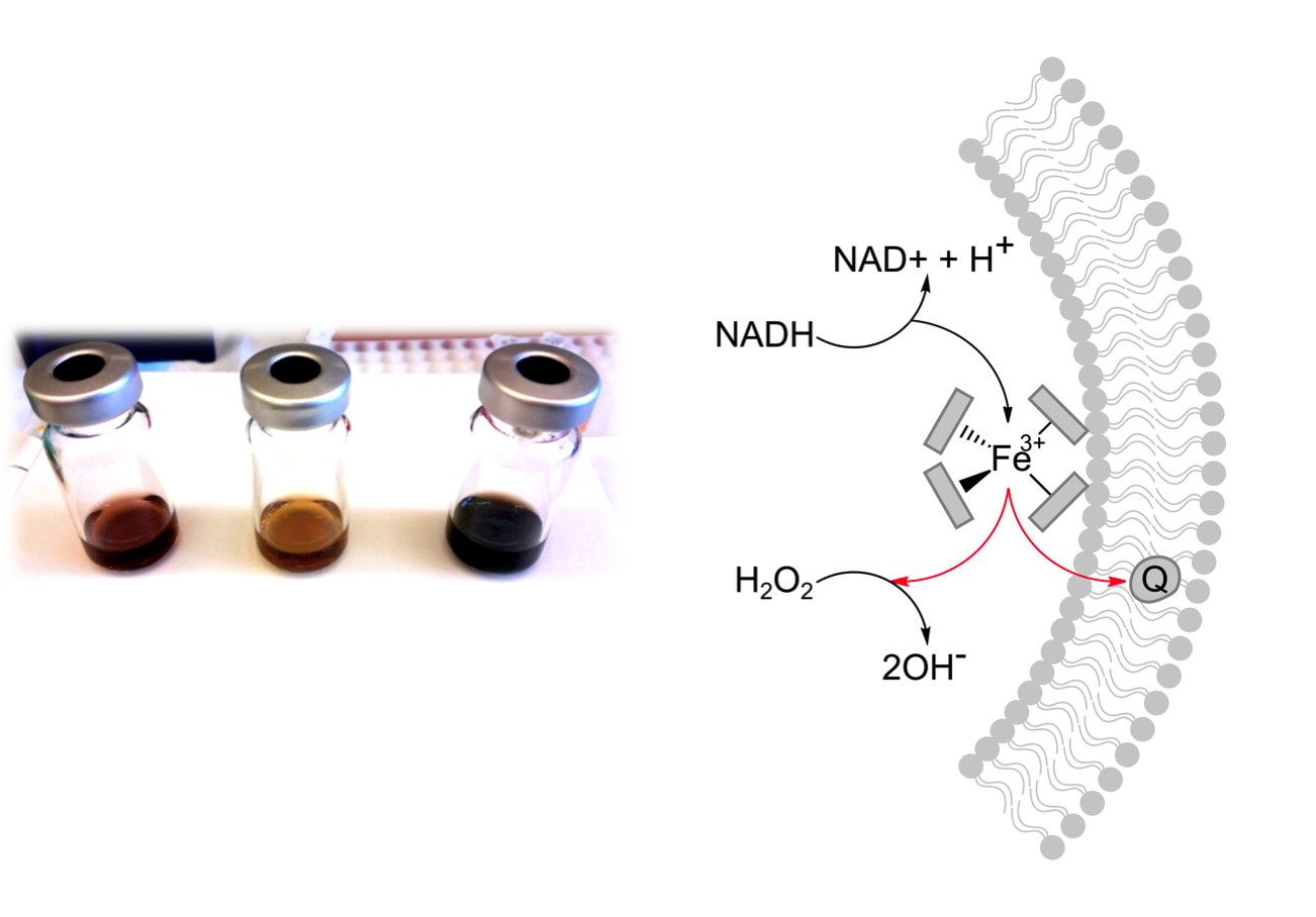 An ancient, prebiotic relationship between iron-sulfur peptides and proton gradients