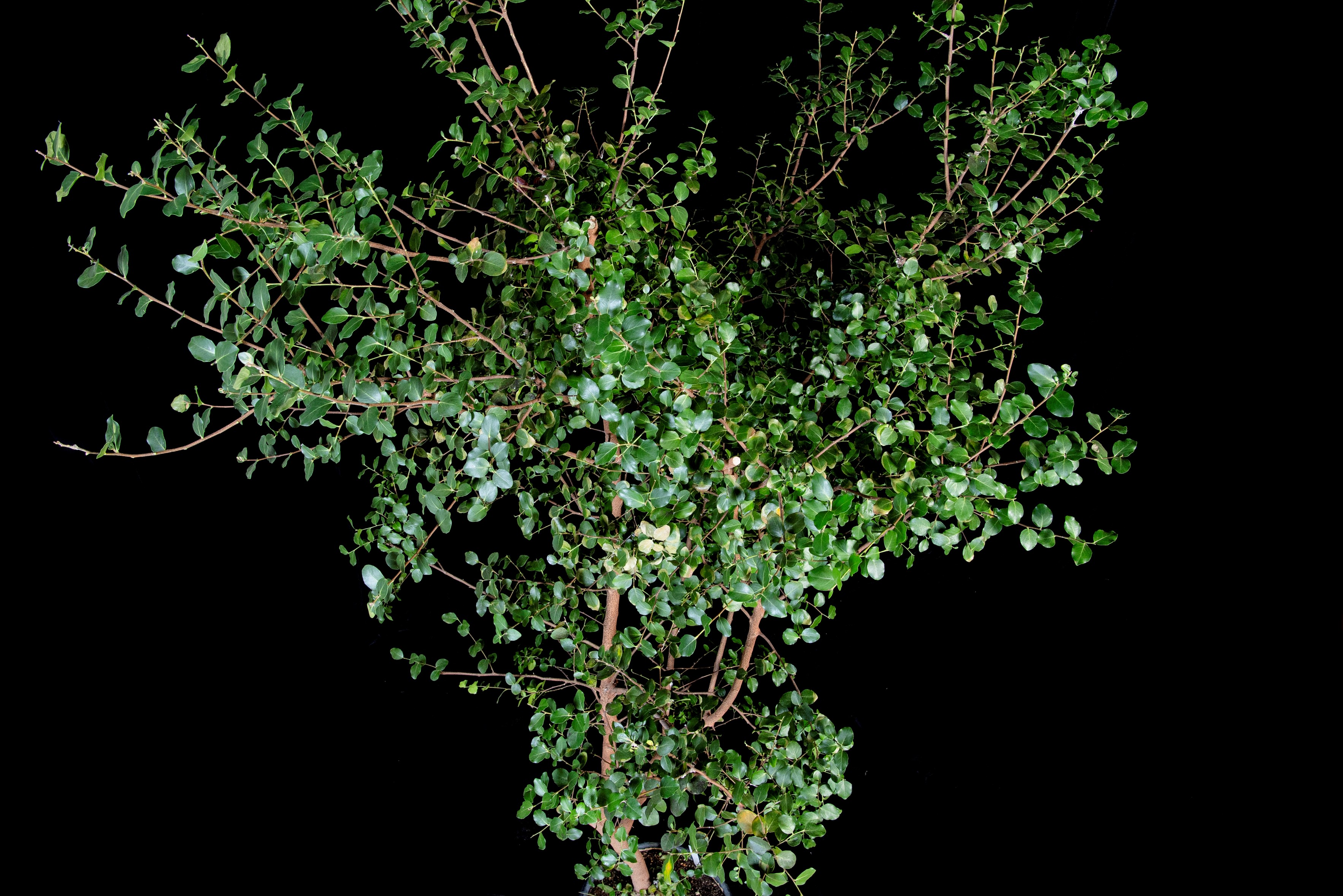 A saponin from a Chilean tree is changing the vaccine landscape