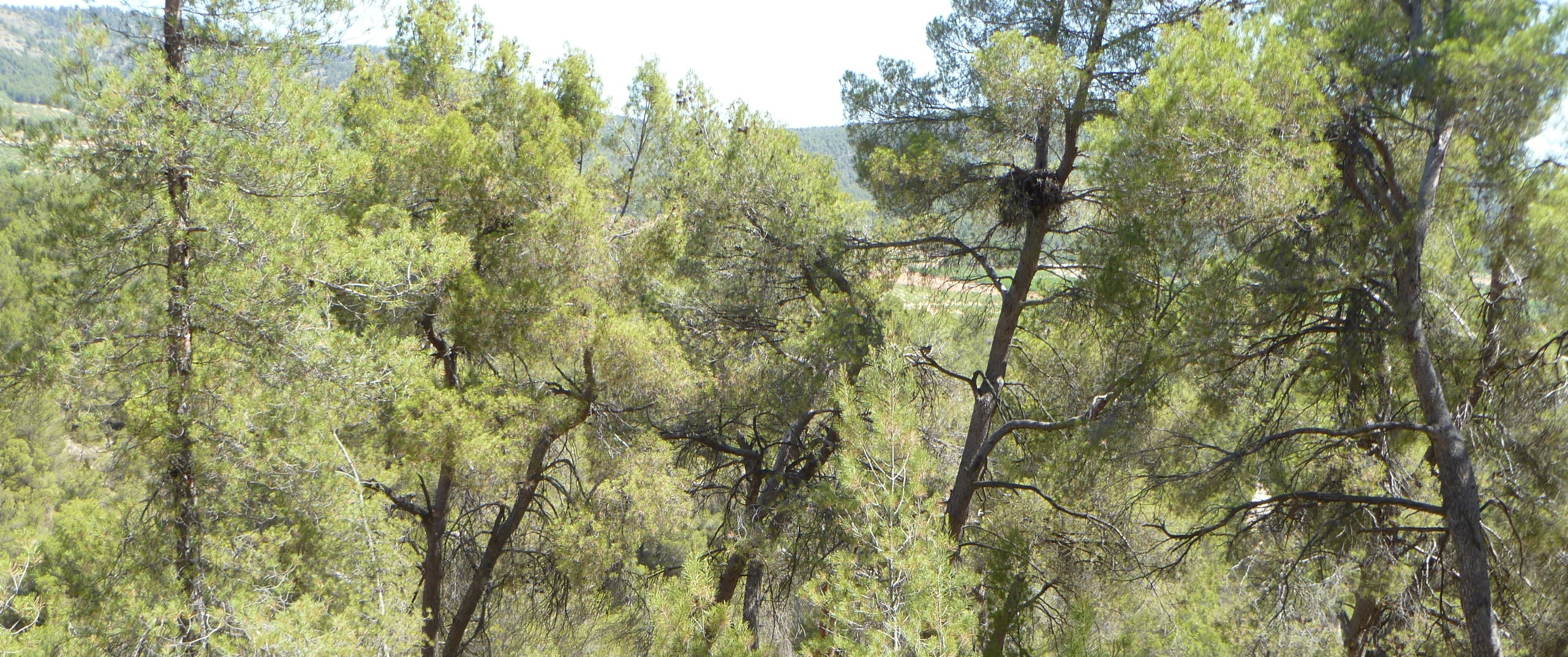 Welcome home booted eagle!... now tell us about yourself.