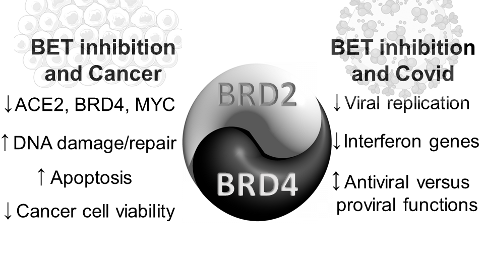 Targeting ACE2-BRD4 in Cancer and COVID-19