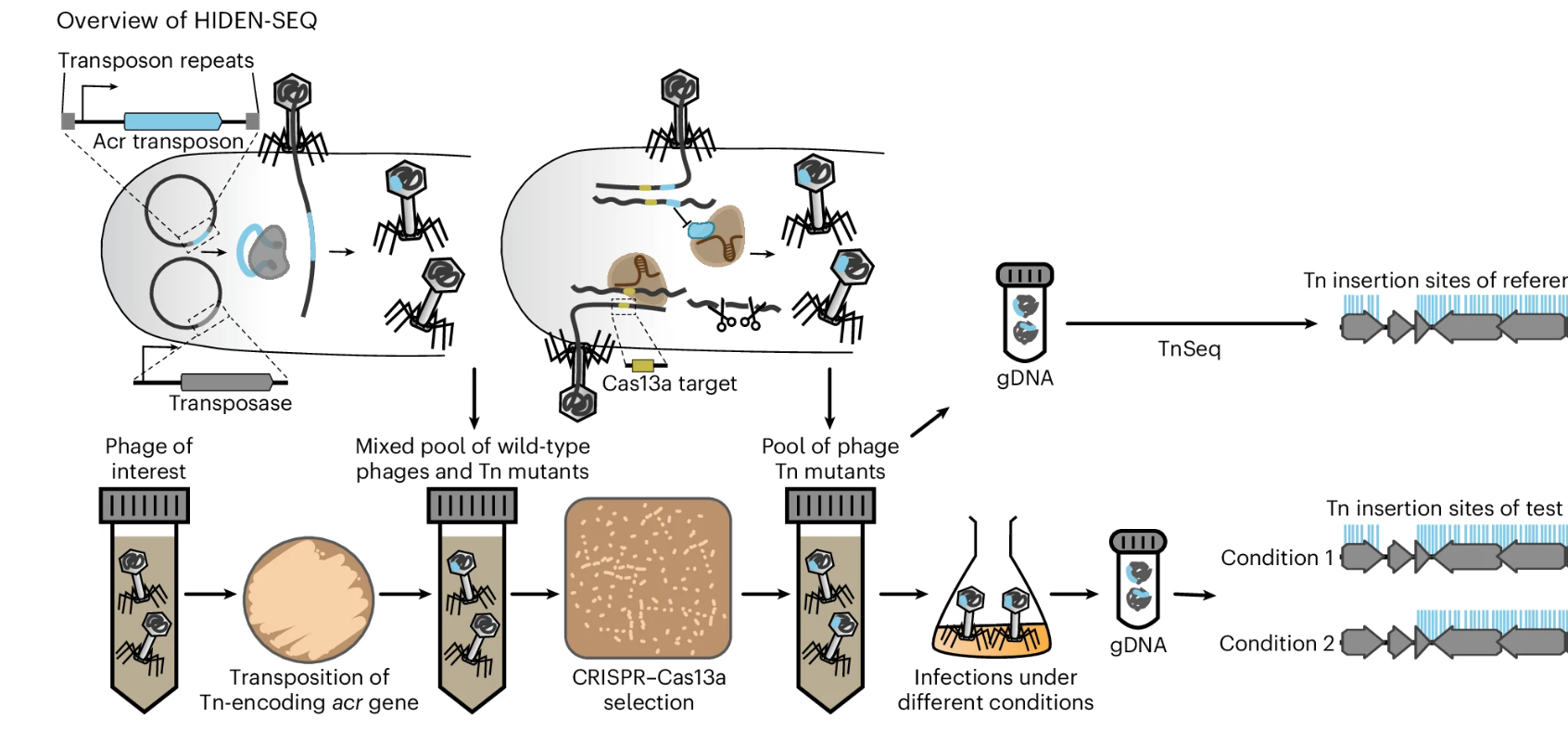 Unraveling the functional dark matter in phage genomes with HIDEN-SEQ