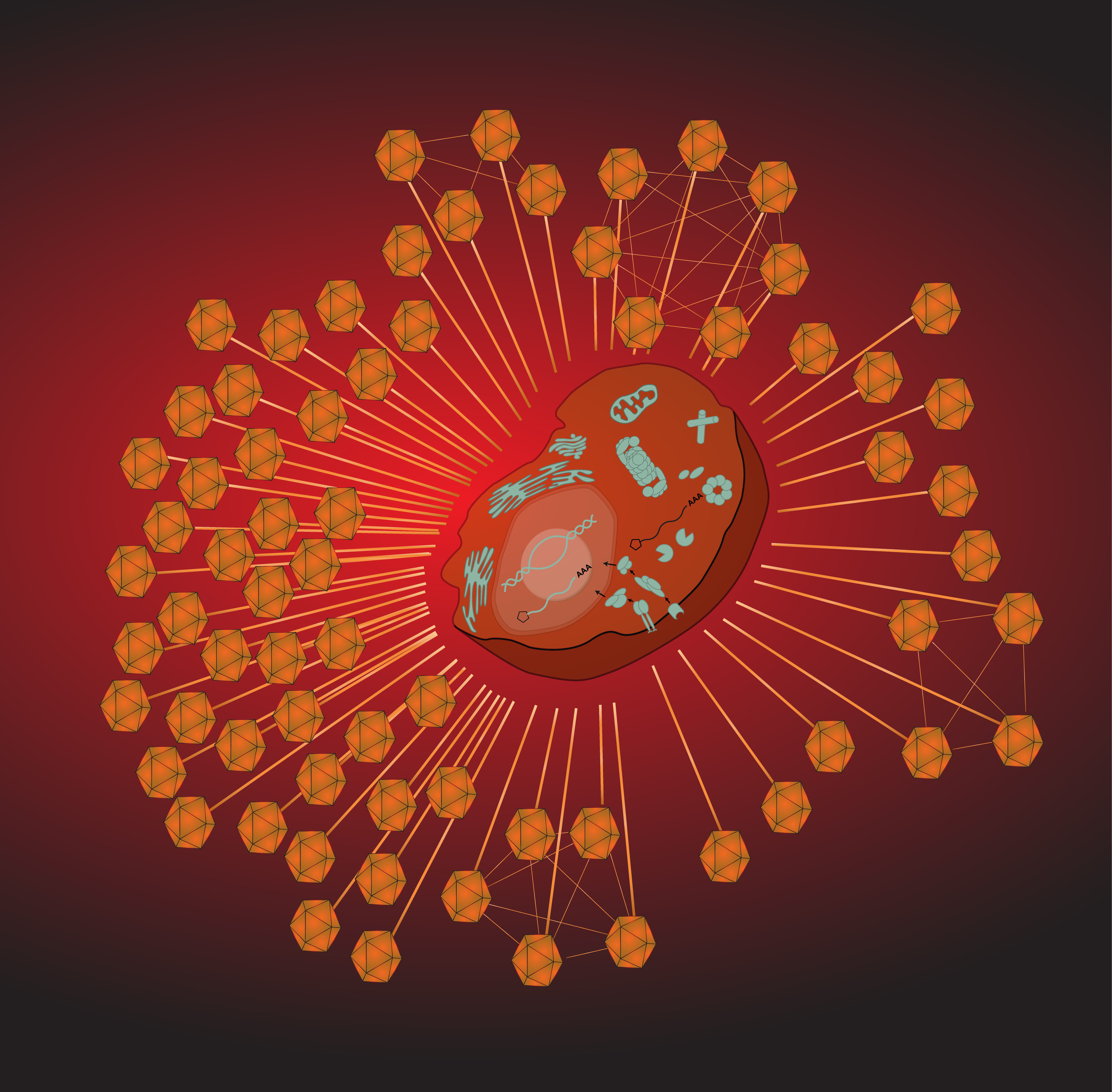 Nonsense-Mediated Decay: A shared host target with distinct effects on viral infection