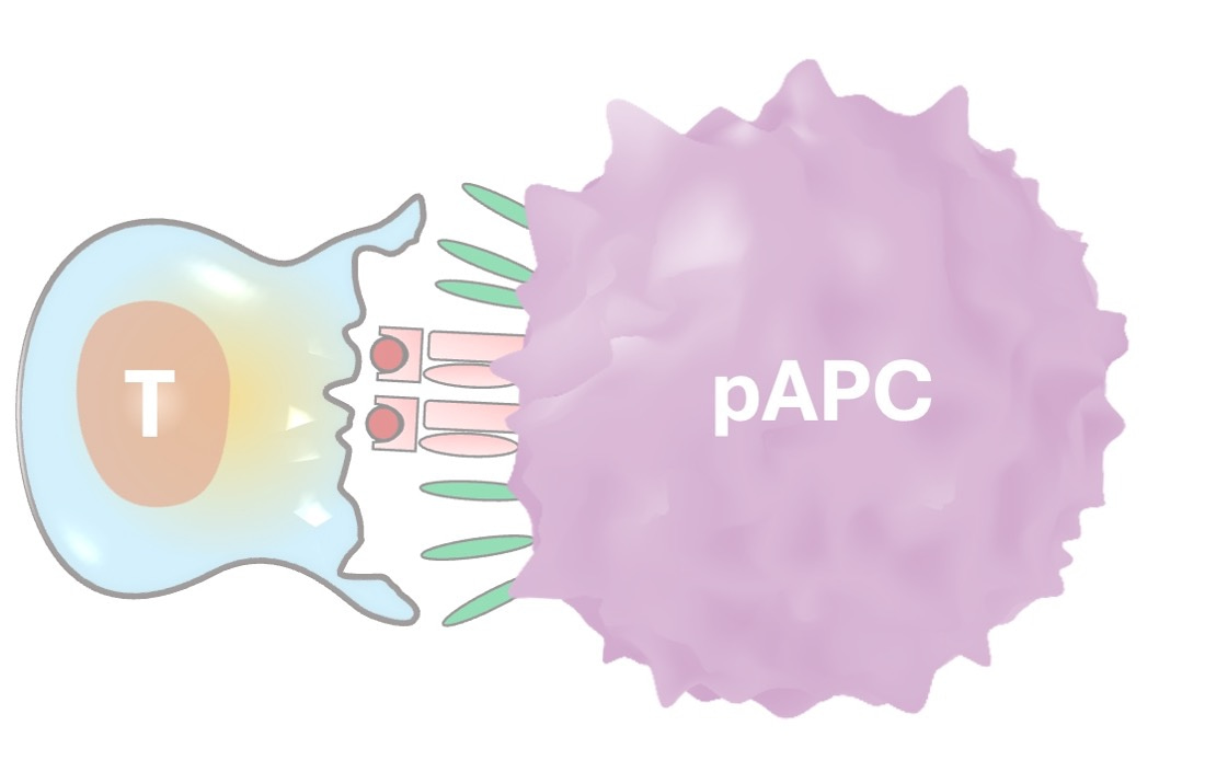 Capturing T Cells with Cell-Gel Hybrid
