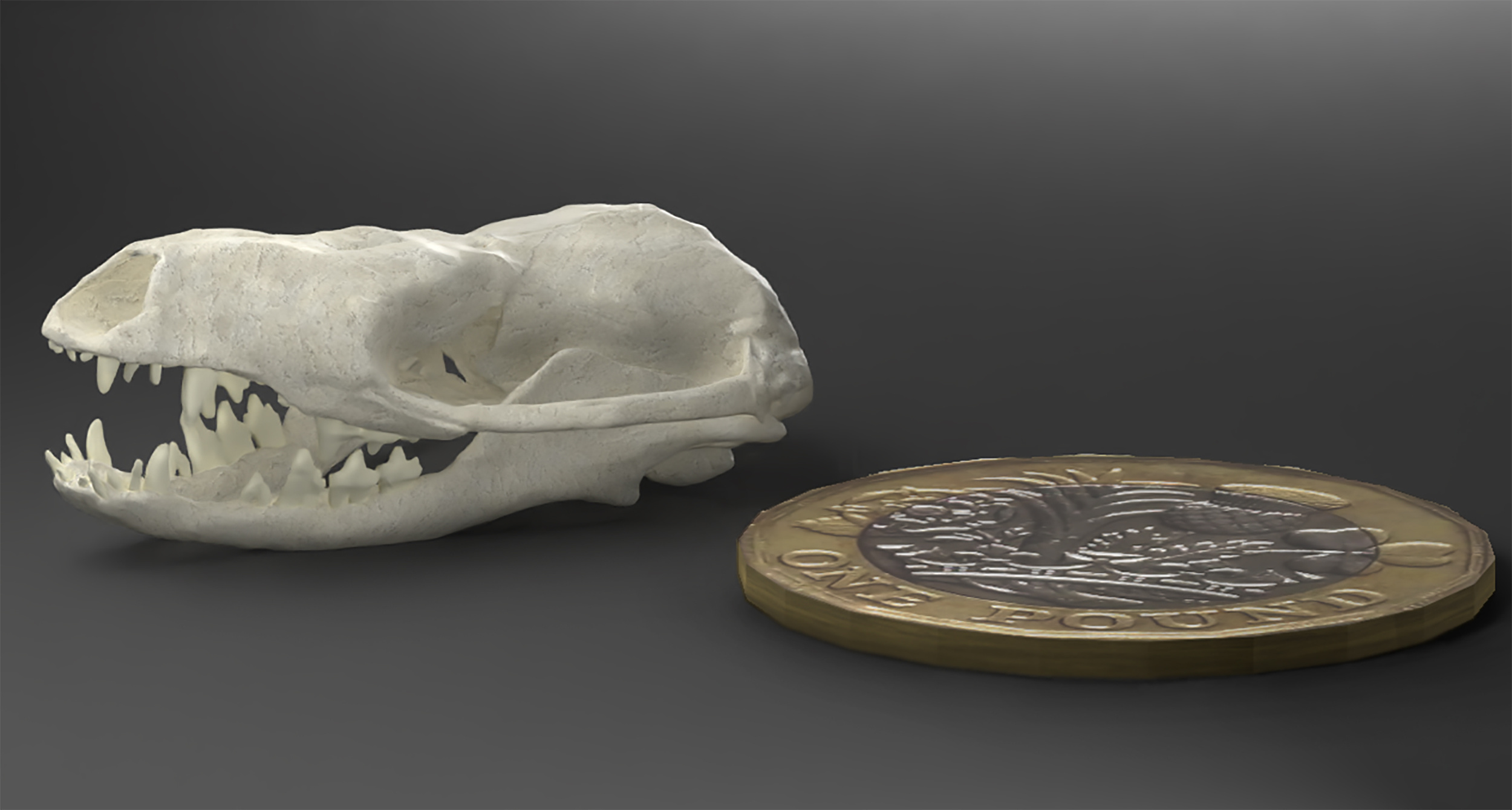 Small and simple was the key to mammalian evolution