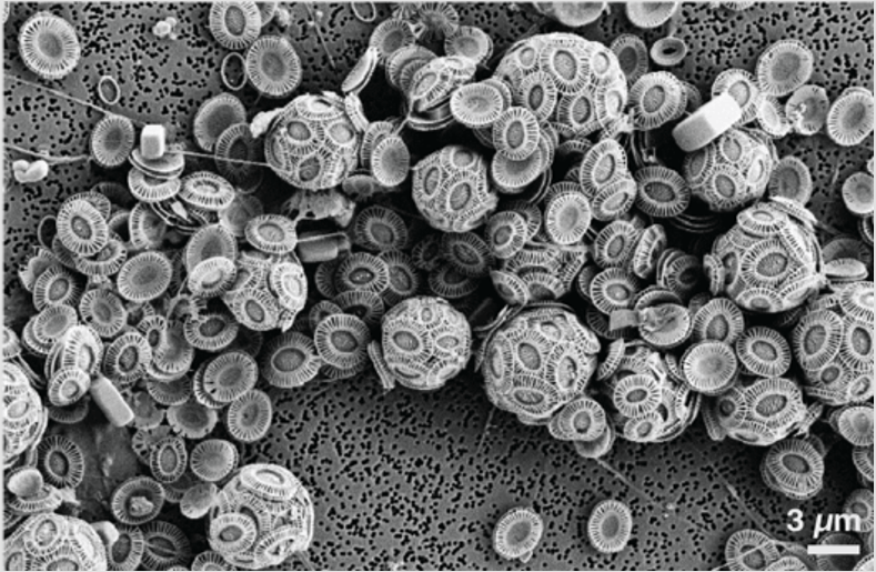 Algal blooms from many angles