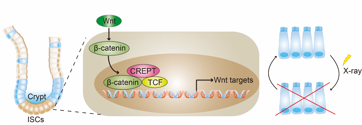 CREPT is required for murine stem cell maintenance during intestinal regeneration