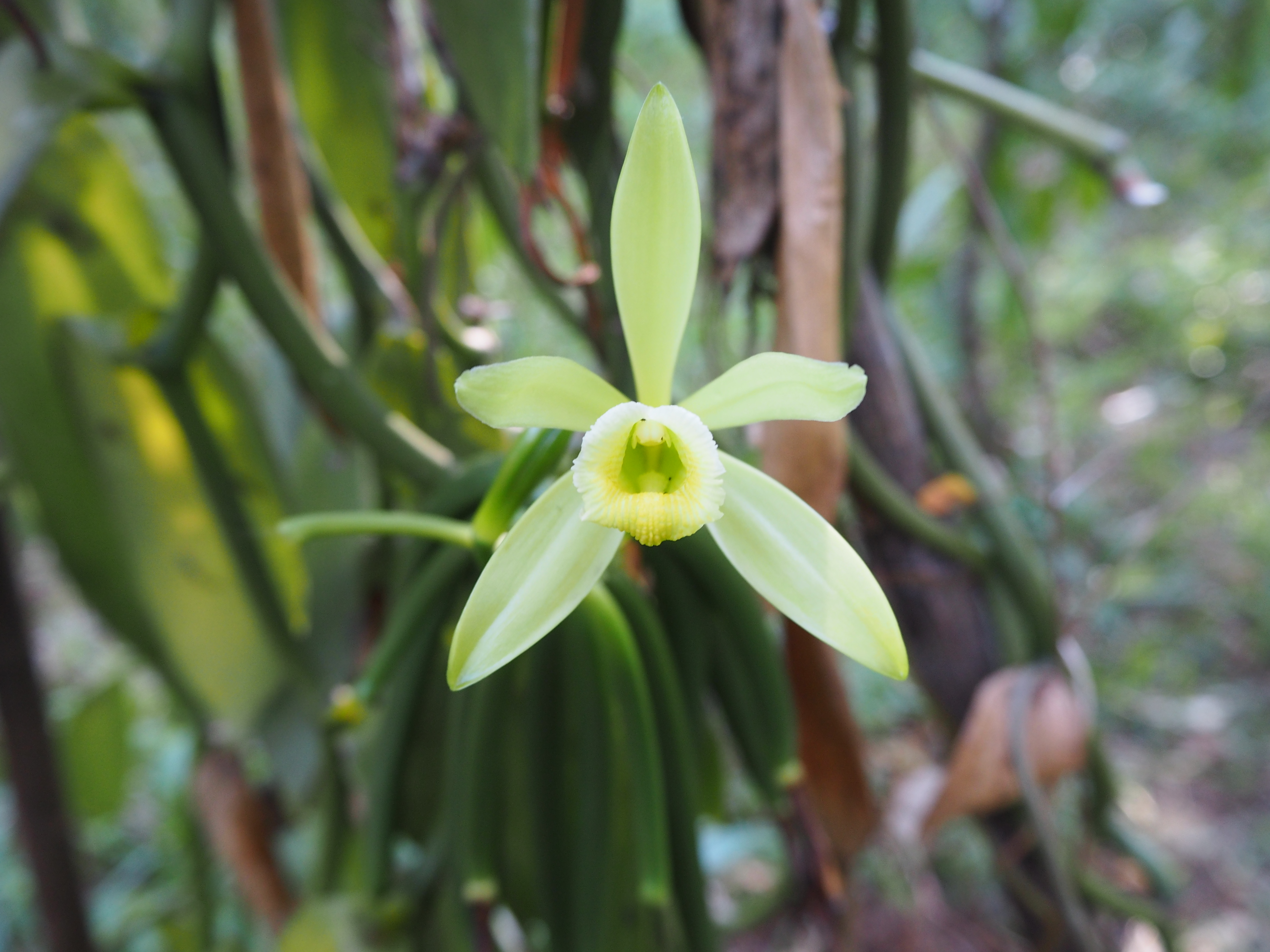 How to combine biodiversity with high yields in tropical agriculture? – Insights from a German-Malagasy research collaboration