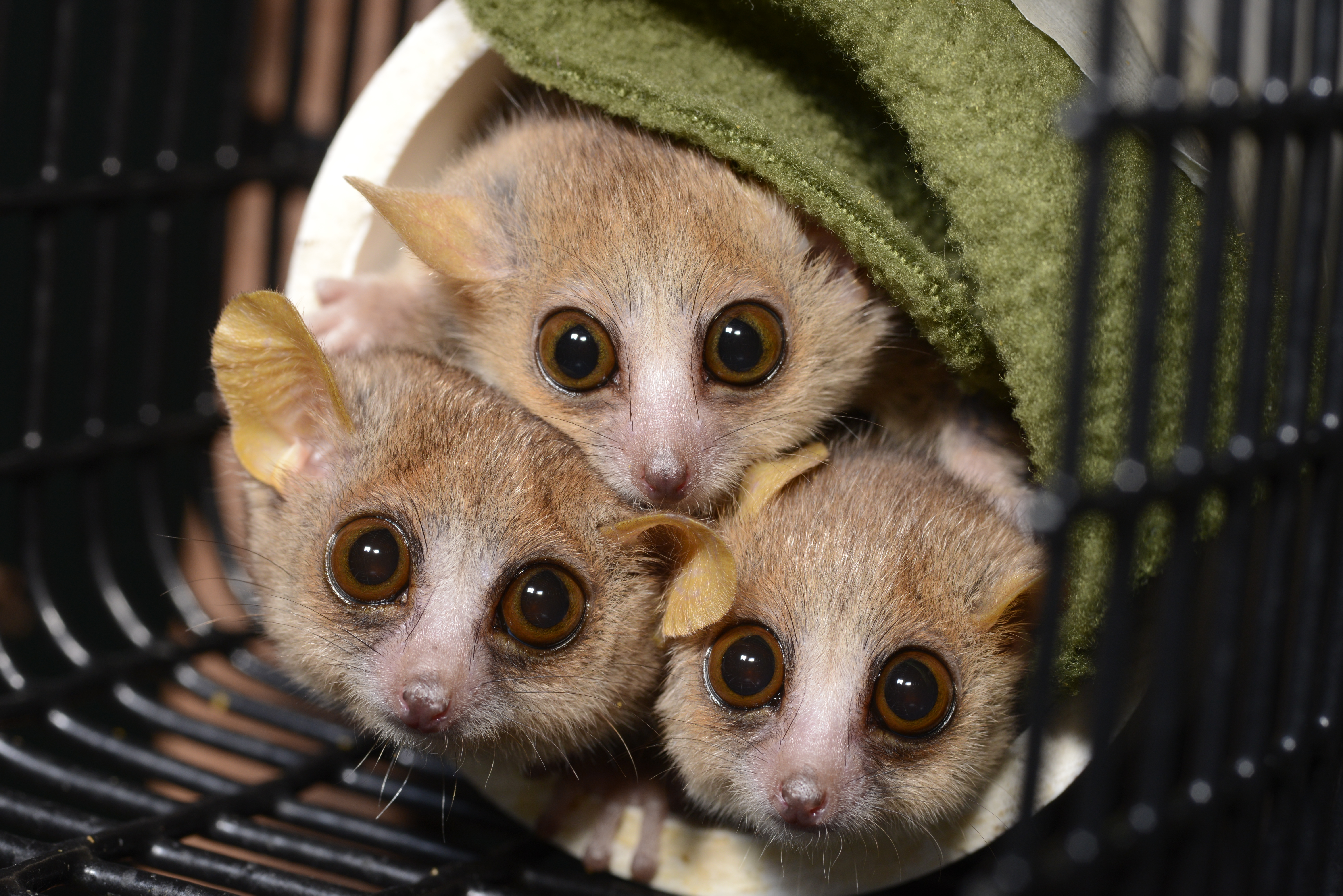 Pedigree-based and phylogenetic methods support surprising patterns of mutation rate and spectrum in the gray mouse lemur