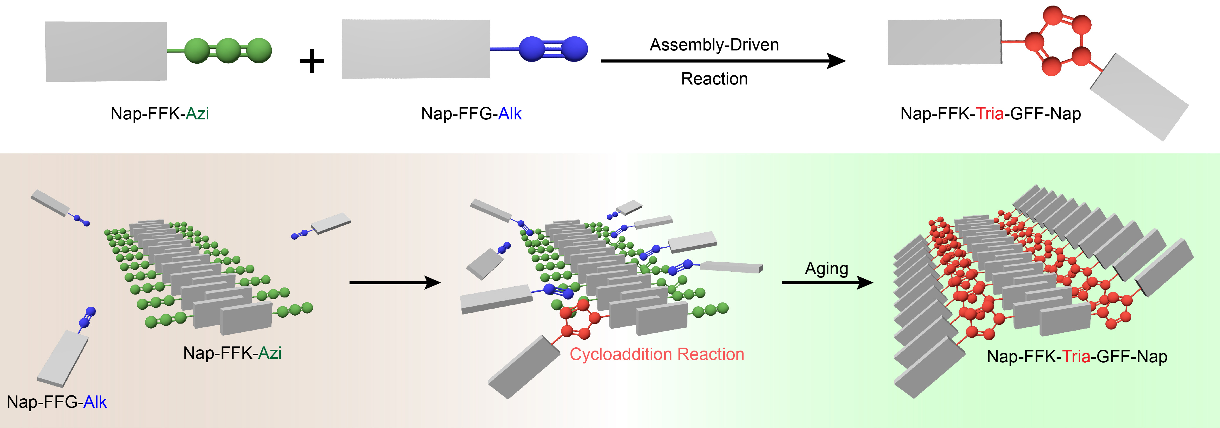 Assembly drives regioselective azide-alkyne cycloaddition reaction