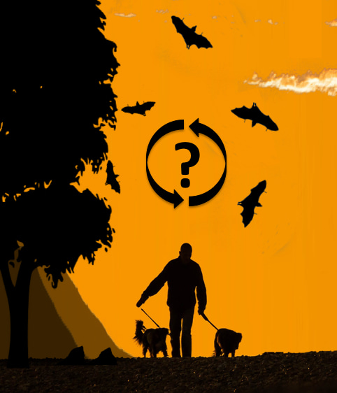 Exploring the zoonotic potential of the bat influenza viruses 