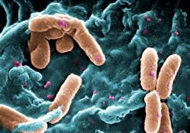 The curious case of the bacteria laden tumors