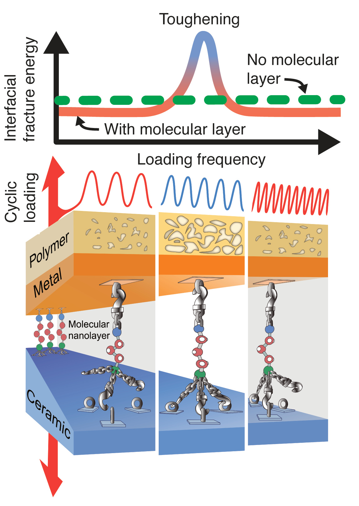 Frequency-tunable toughening in a polymer-metal-ceramic stack using an interfacial molecular nanolayer
