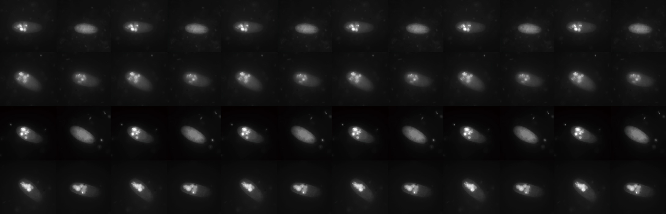 The "clever" bacteria escaping from predation