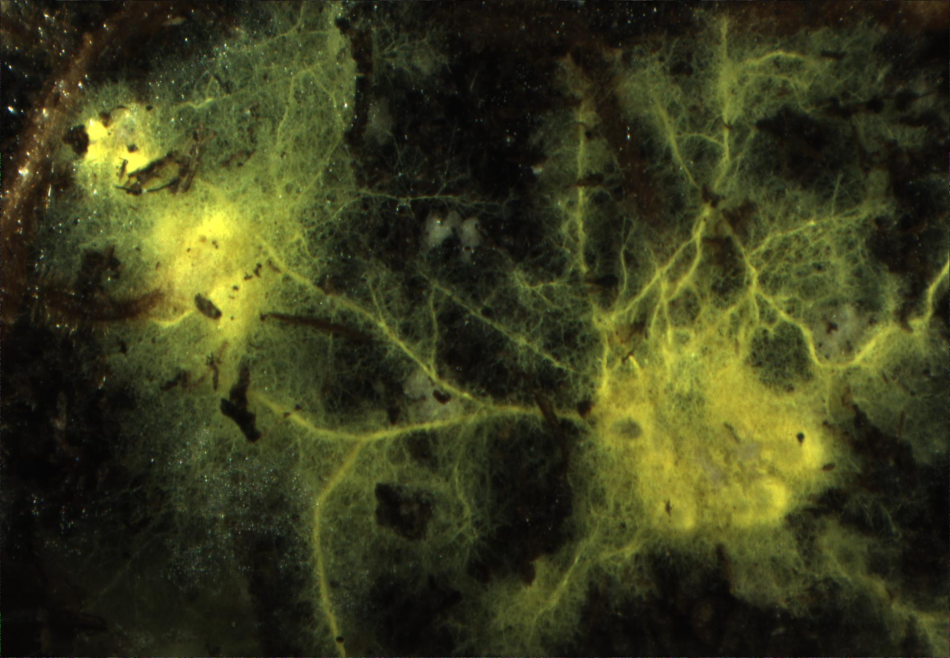 Why are the benefits of mycorrhizal symbiosis so variable for plants?