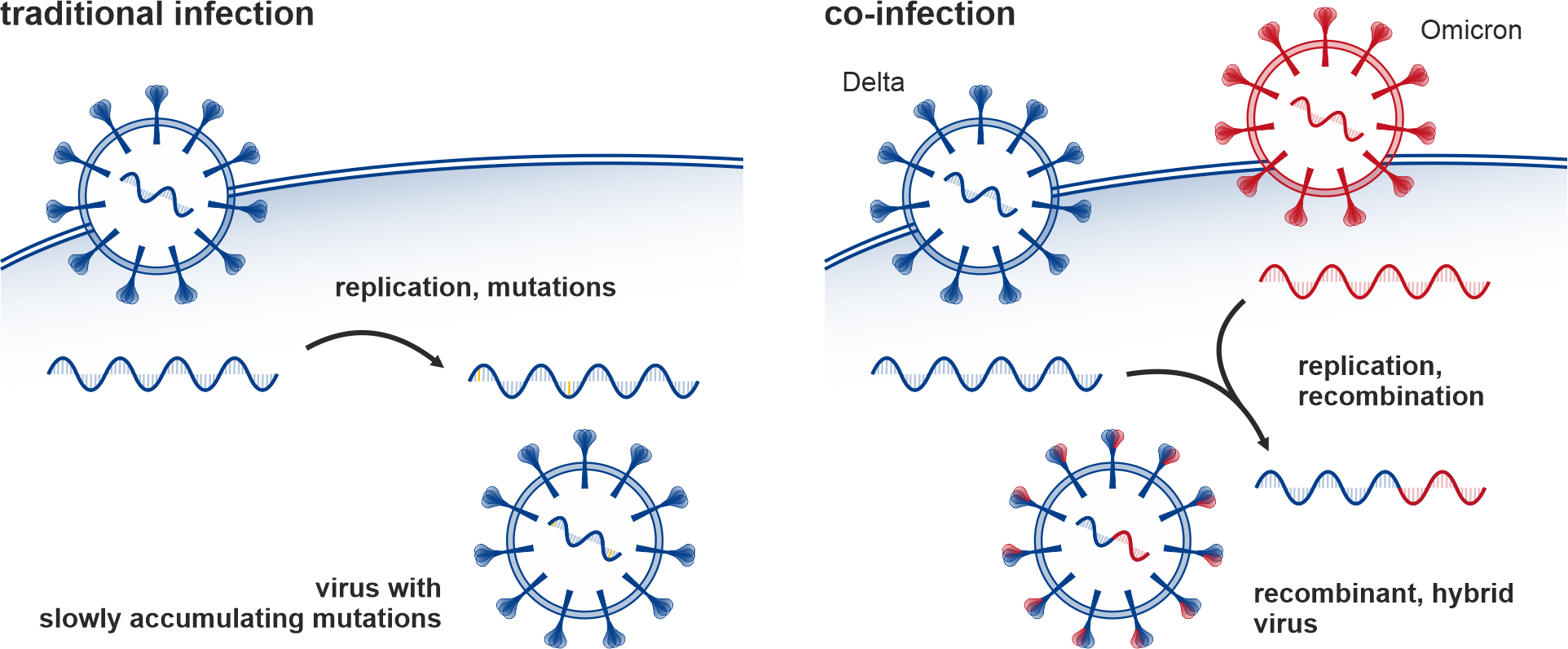 Catching recombination in the act: the rewards of large-scale COVID-19 monitoring