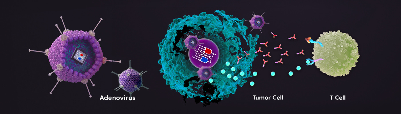 Oncolytic adenovirus programmed by synthetic gene circuit for cancer immunotherapy