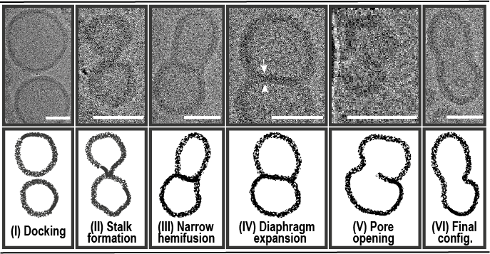 A step towards synthetic life