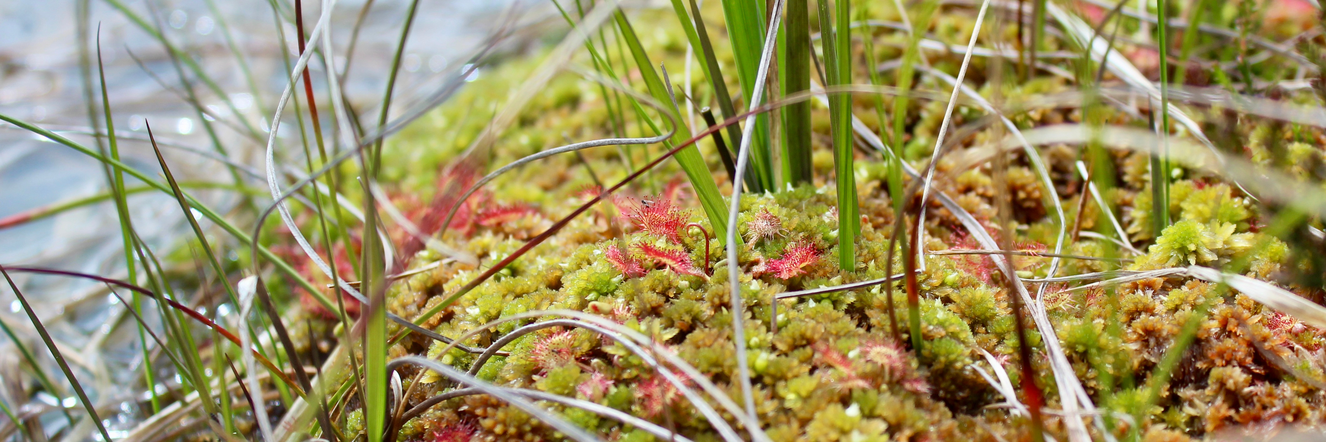 Peatland Restoration: transforming the hydrological landscape in the wake of long-term ecohydrological degradation