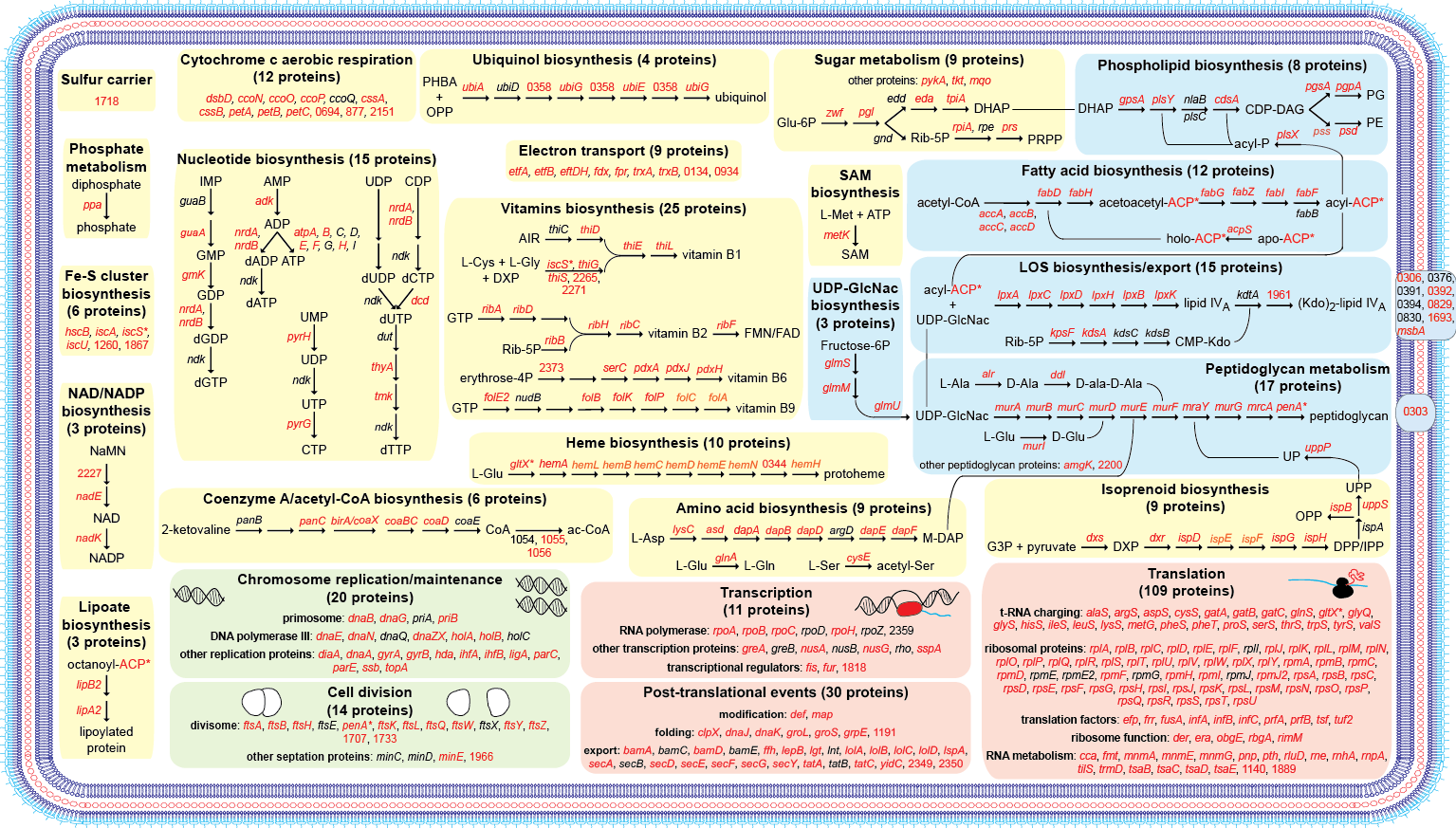 NeMeSys 2.0: a complete collection of mutants in one of the most feared human bacterial pathogens