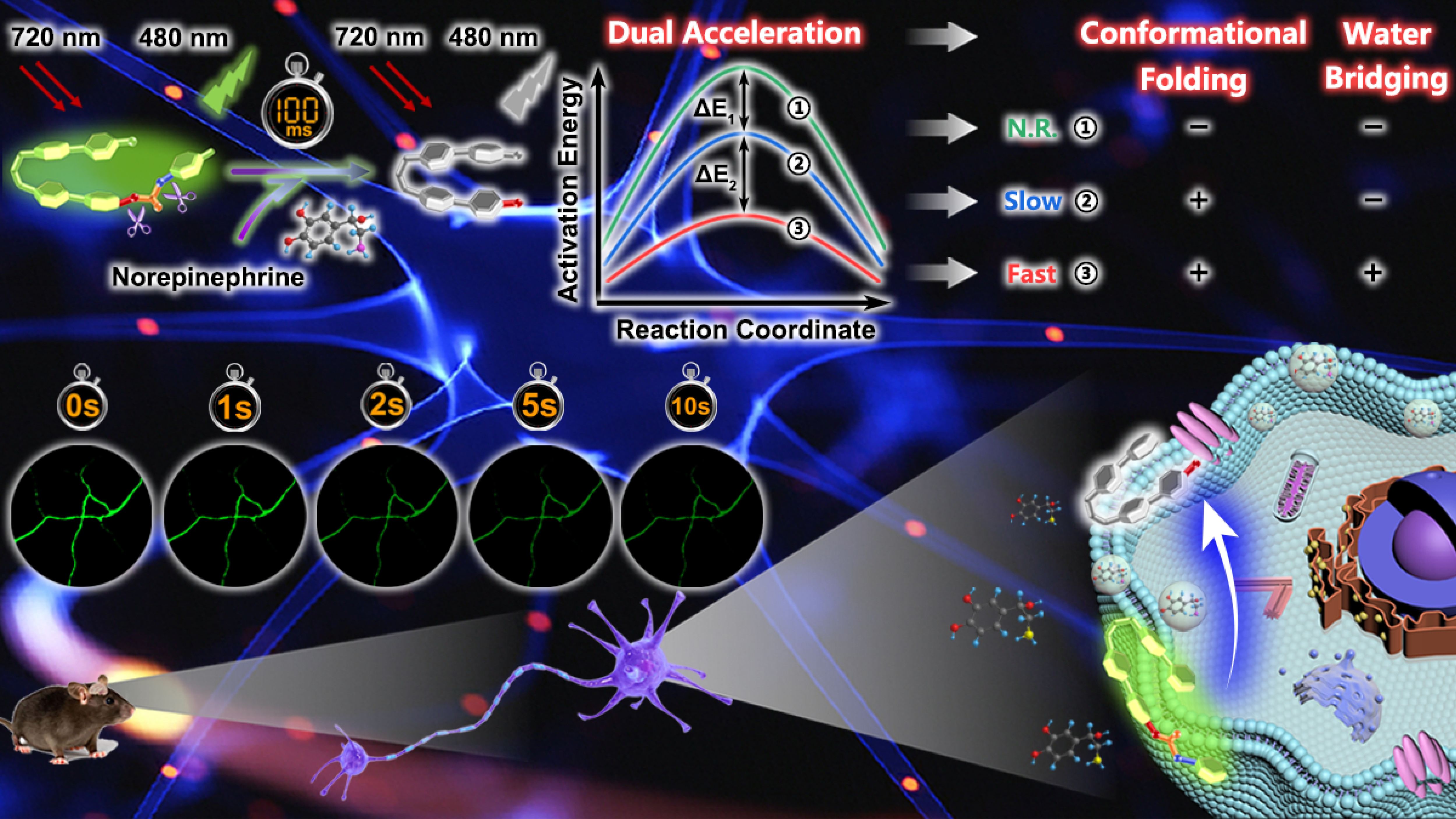 Two-photon fluorescence imaging and specifically biosensing of norepinephrine on a 100-ms timescale
