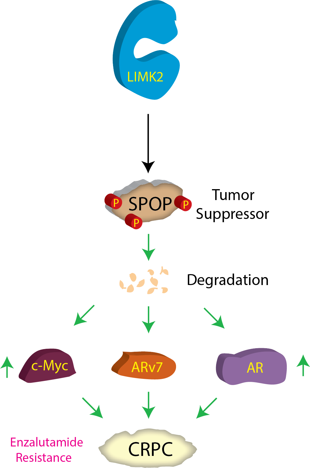 SPOP-LIMK2 Interplay Promotes Castration Resistance in Prostate Cancer