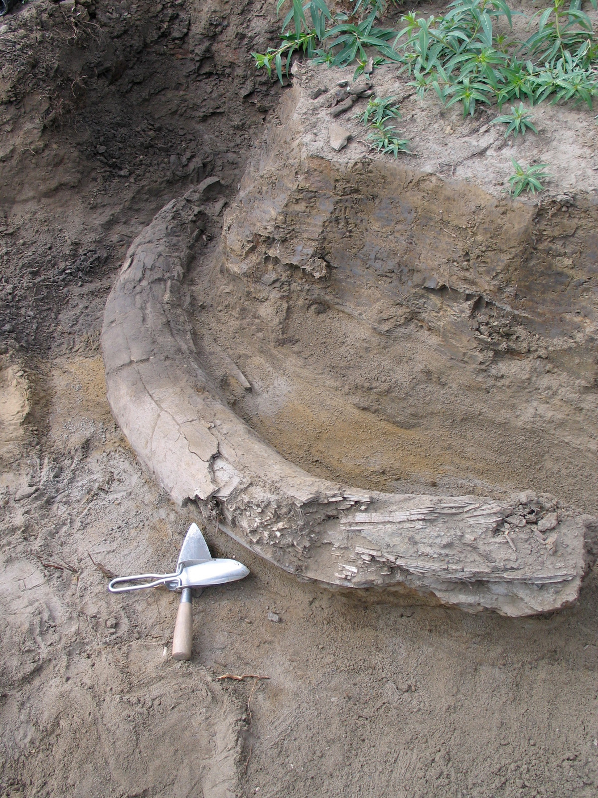 Go to the profile of Ross MacPhee