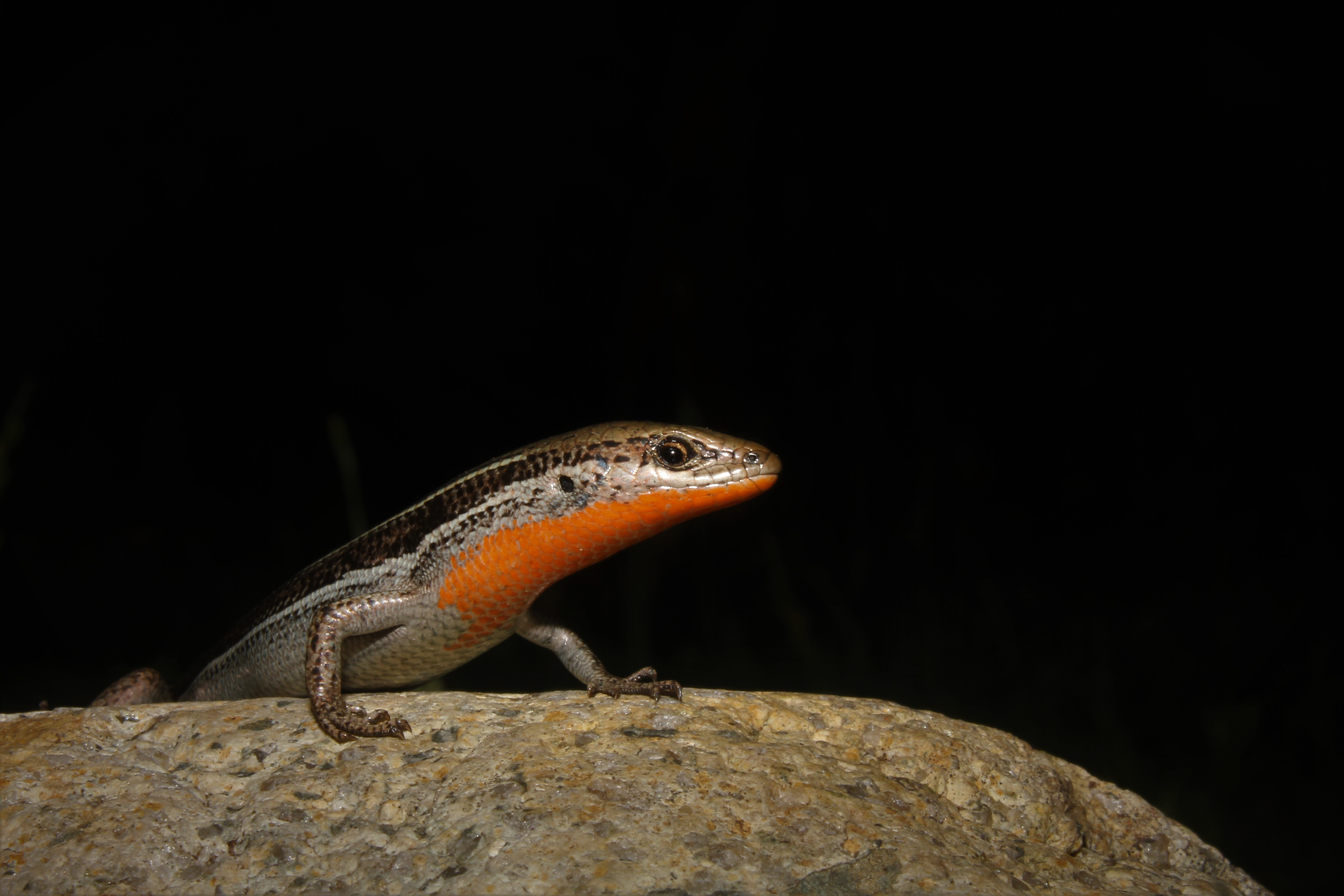 Sex reversal in the alpine skink, Bassiana duperreyi, adds a new dimension to the impact of climate change of reptile populations 