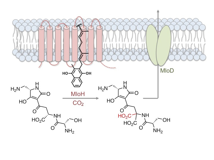 A vitamin K-dependent carboxylase orthologue is involved in antibiotic biosynthesis