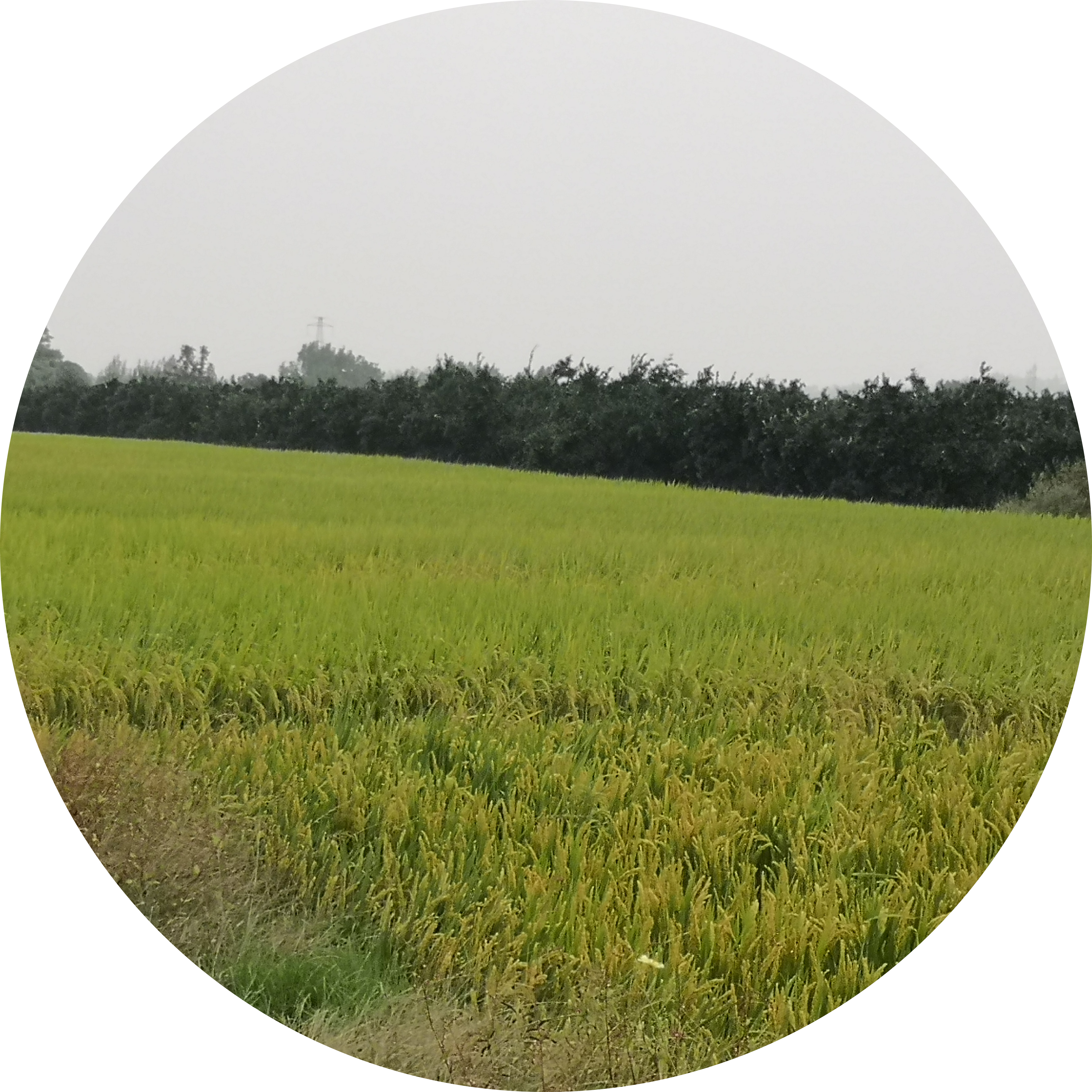 Go to the profile of zhuxc