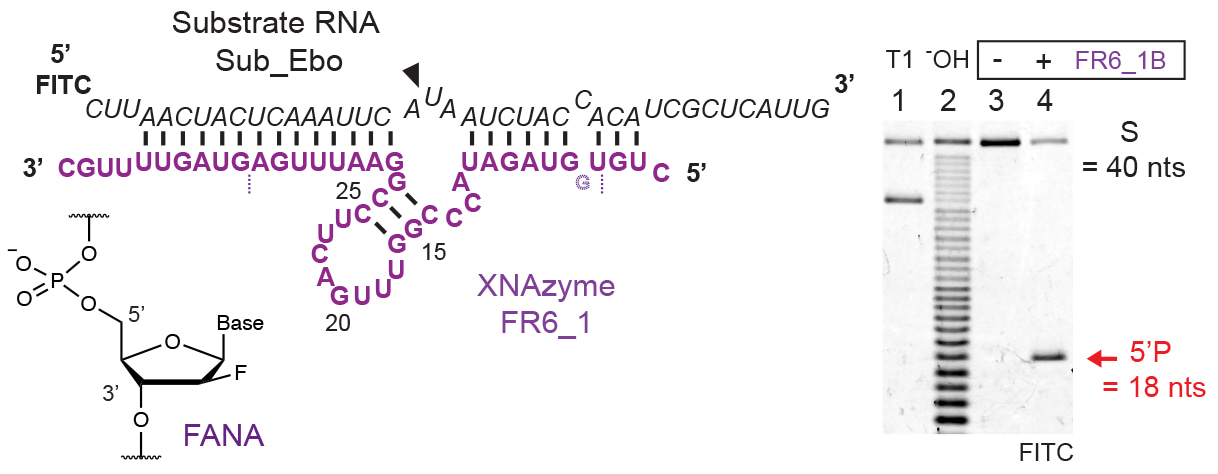 Overcoming activity limitations of oligonucleotide catalysts through synthetic genetics