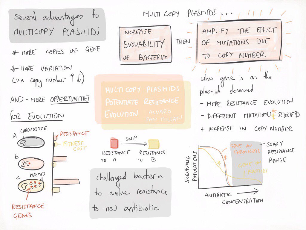 Multicopy plasmids accelerate evolution in bacteria