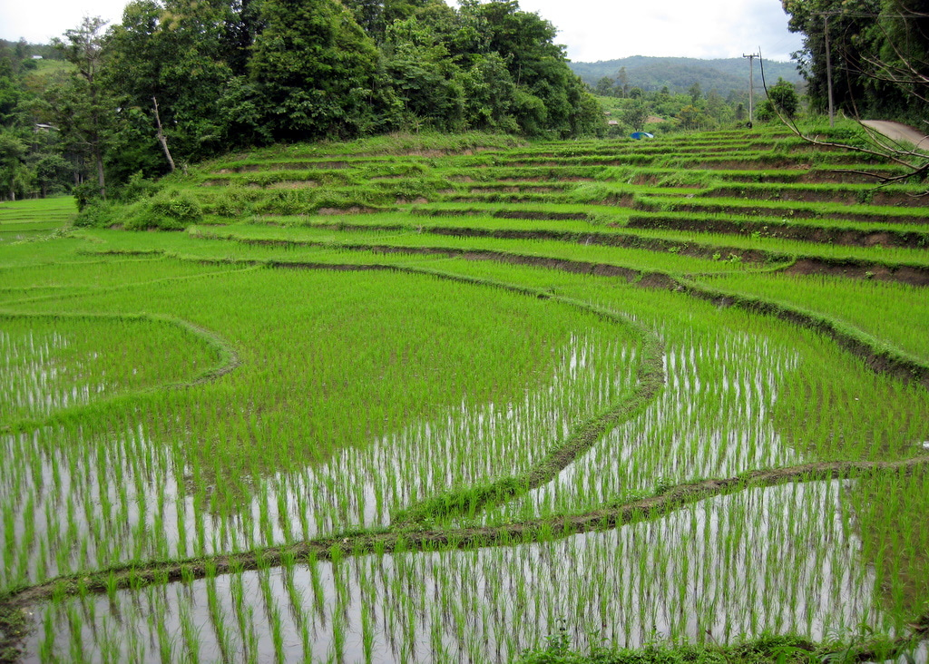 Selenium, Drought, and Rice: Connecting Crop Resilience with Human Nutrition