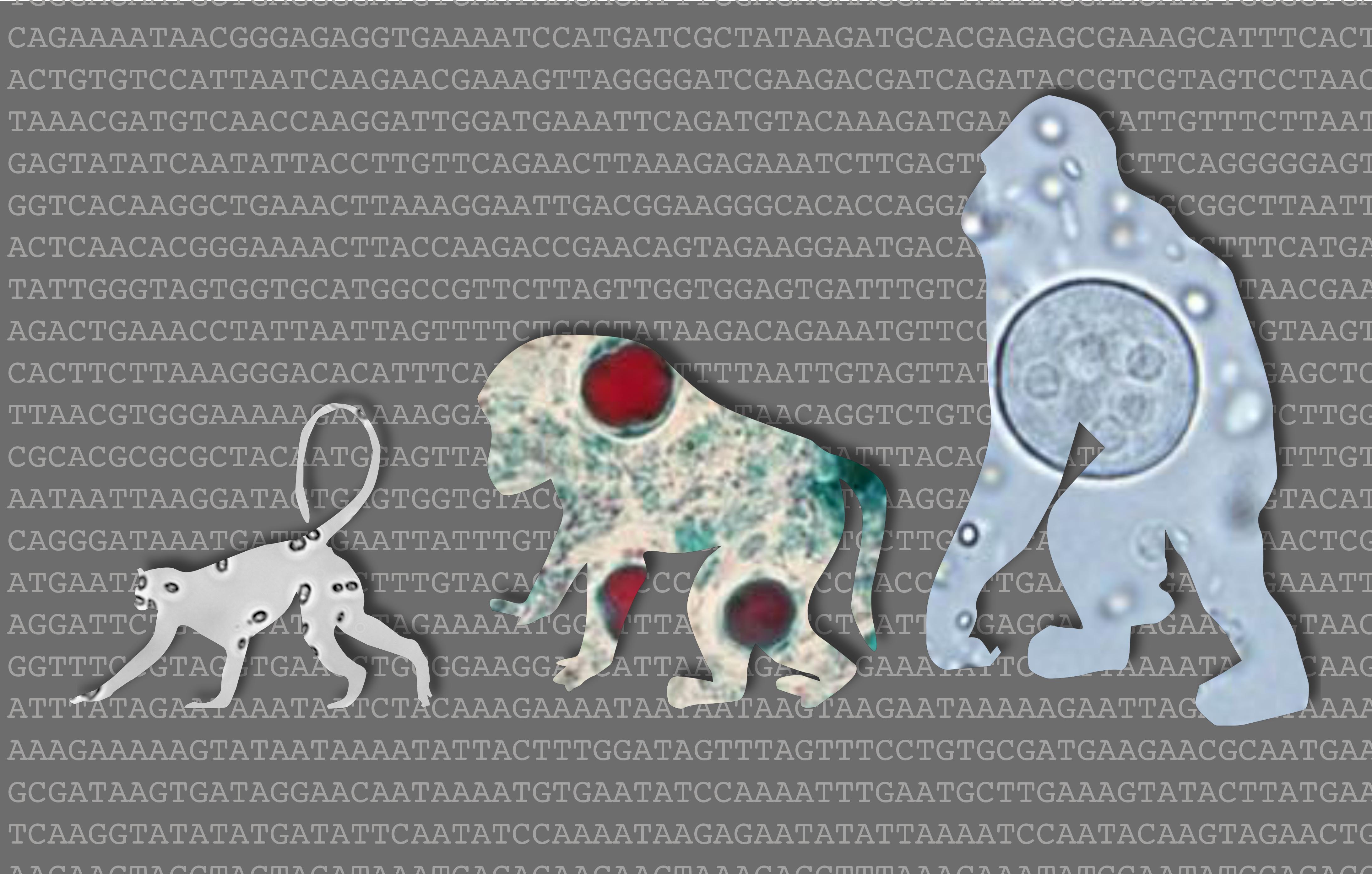 Eukaryotes in the non-human primate gut
