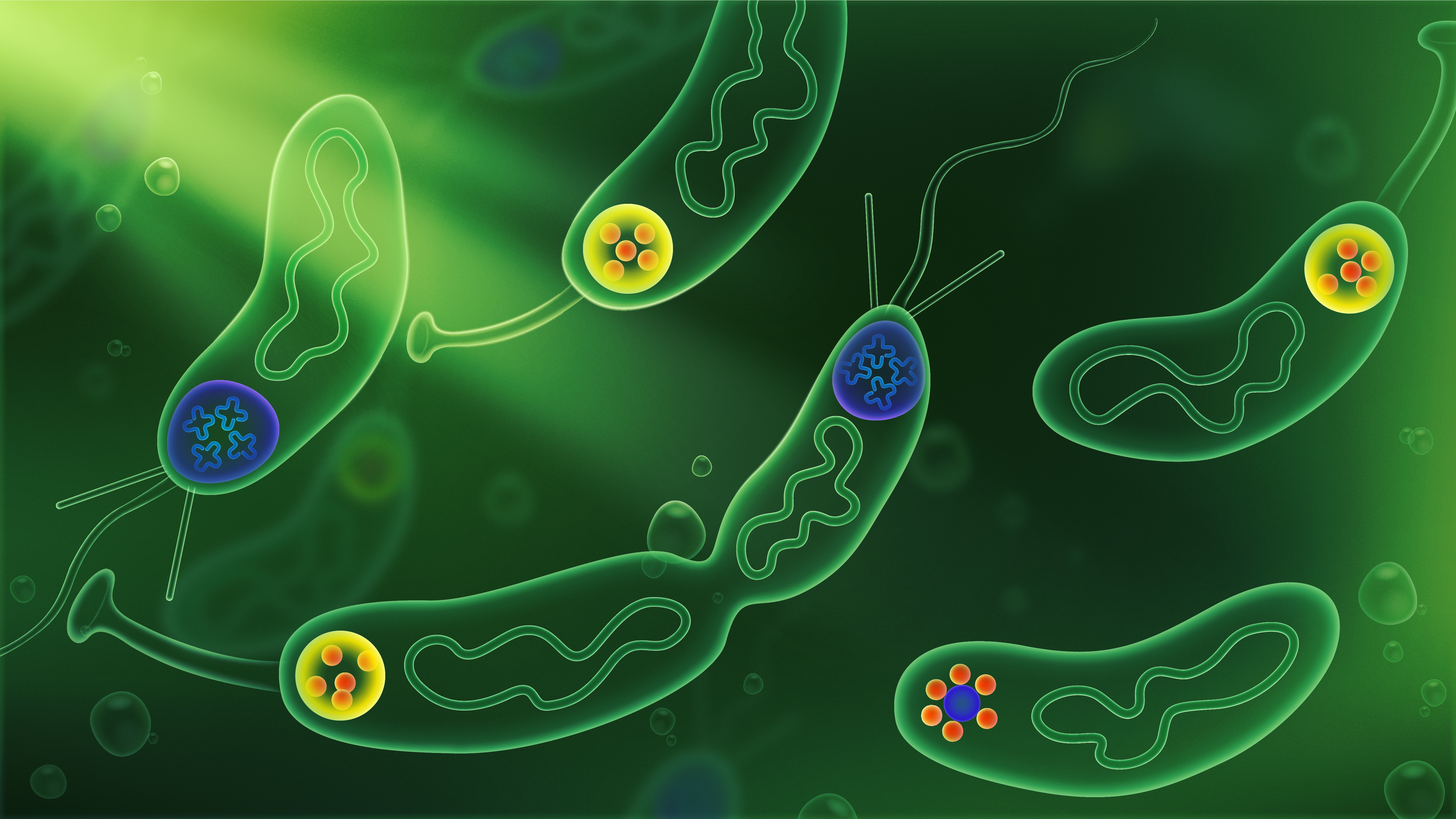 Phase Separation of Scaffold Protein Regulates Microbial Asymmetric Cell Division 